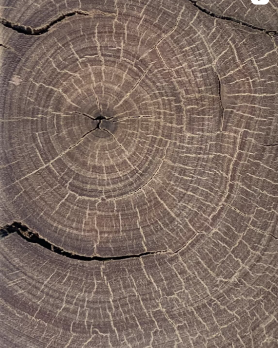 tree rings hardwood stump .png