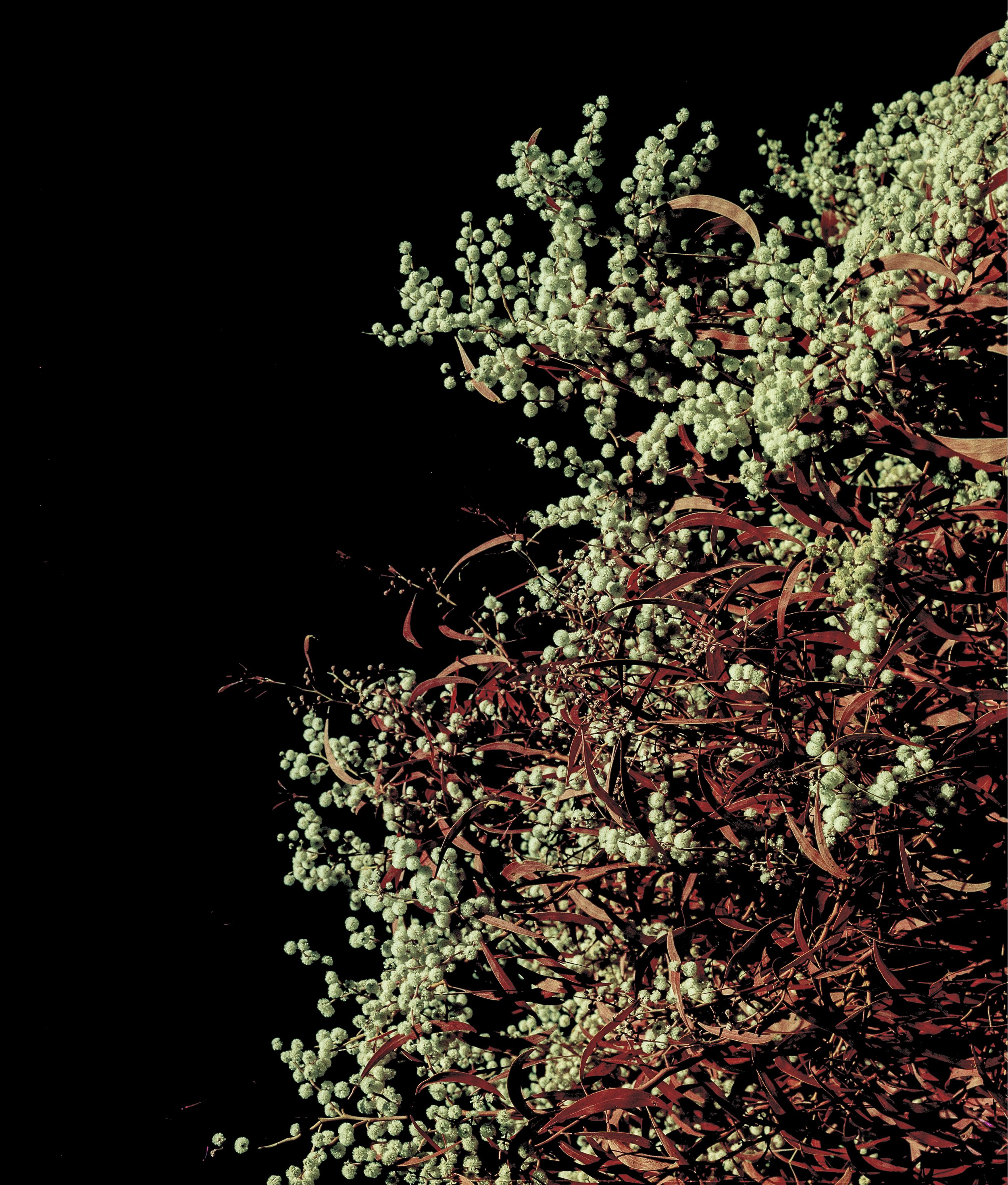 BK_Aerochrome_ForPrint_-5 sized.jpg