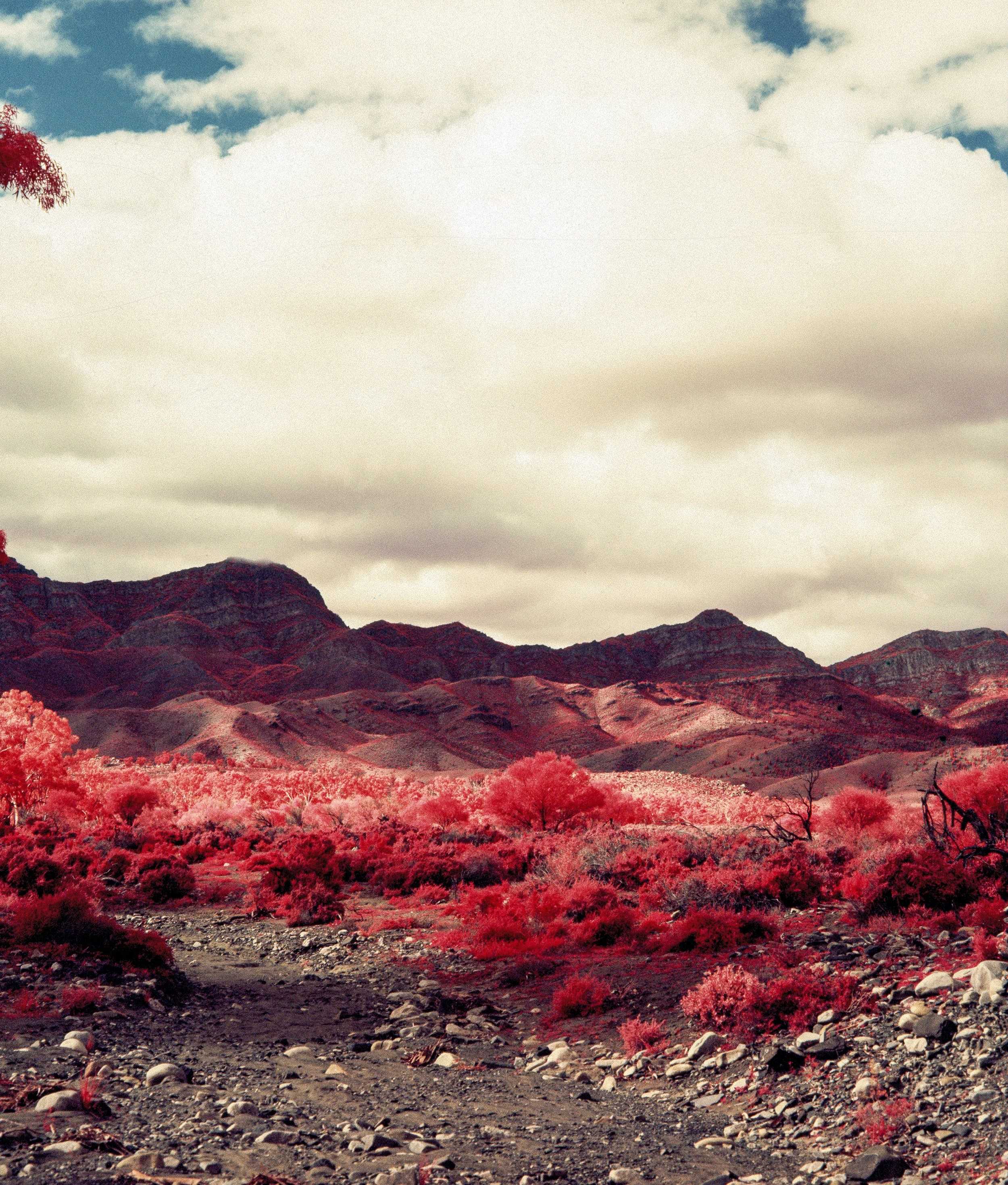 BK_Aerochrome_ForPrint_-7 sized.jpg