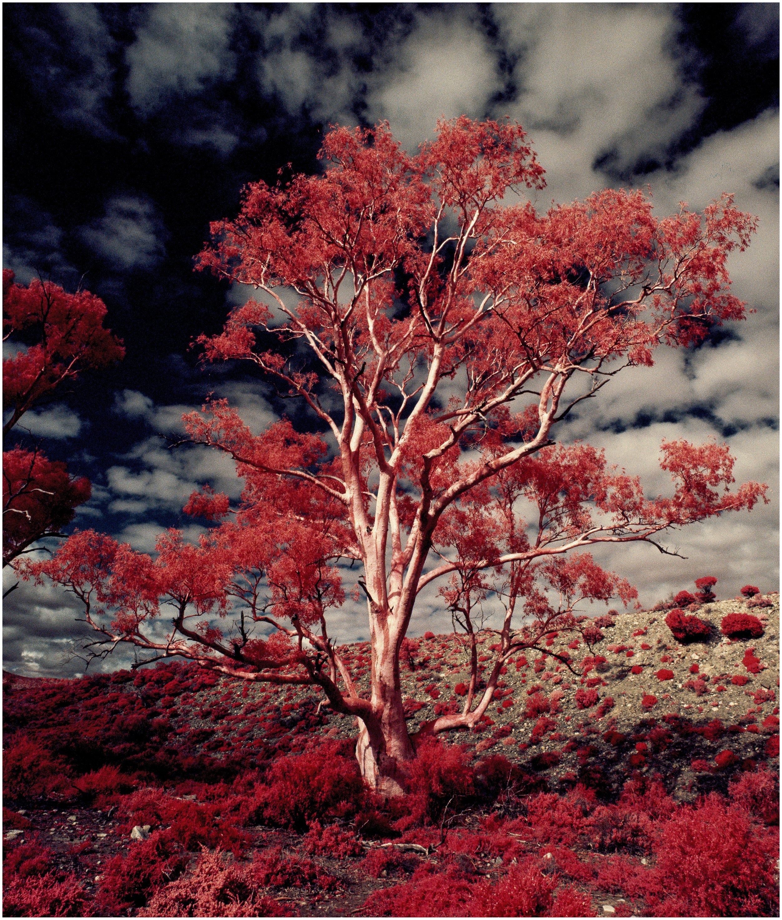 BK_Aerochrome_ForPrint_-6 sized with little extra to prevent cropping.jpg