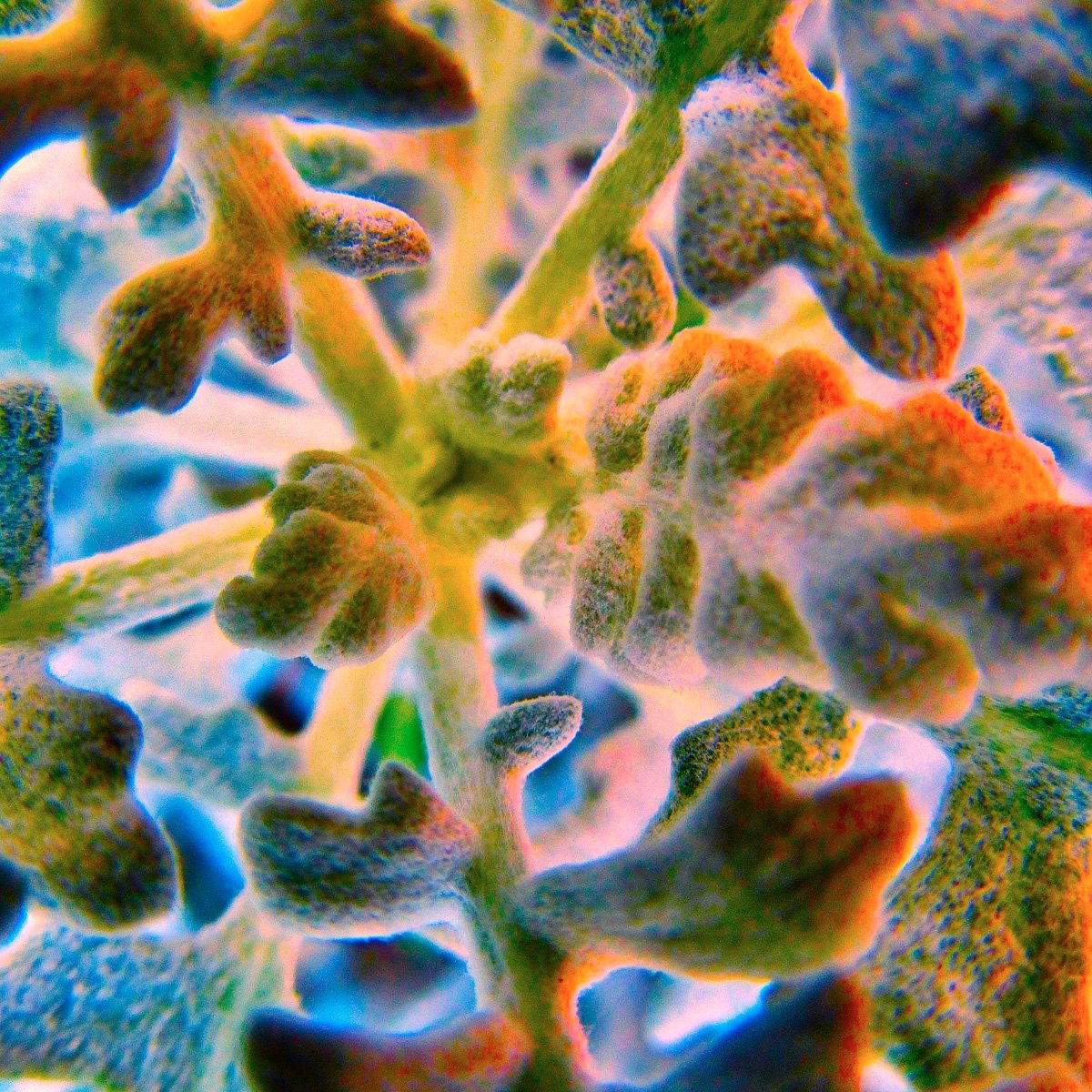 Artistic Photography Winner - Saucy succulent - Judith Brealey.jpg