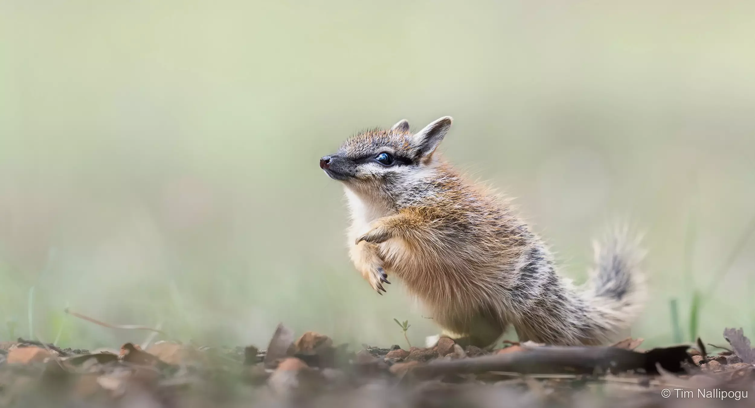 Leaping for Joy by Tim Nallipogu