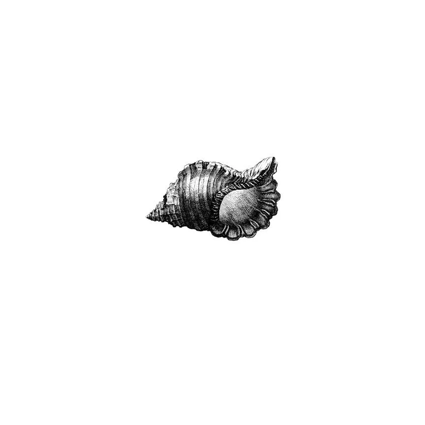 Black and white illustration of a seashell on a white background.