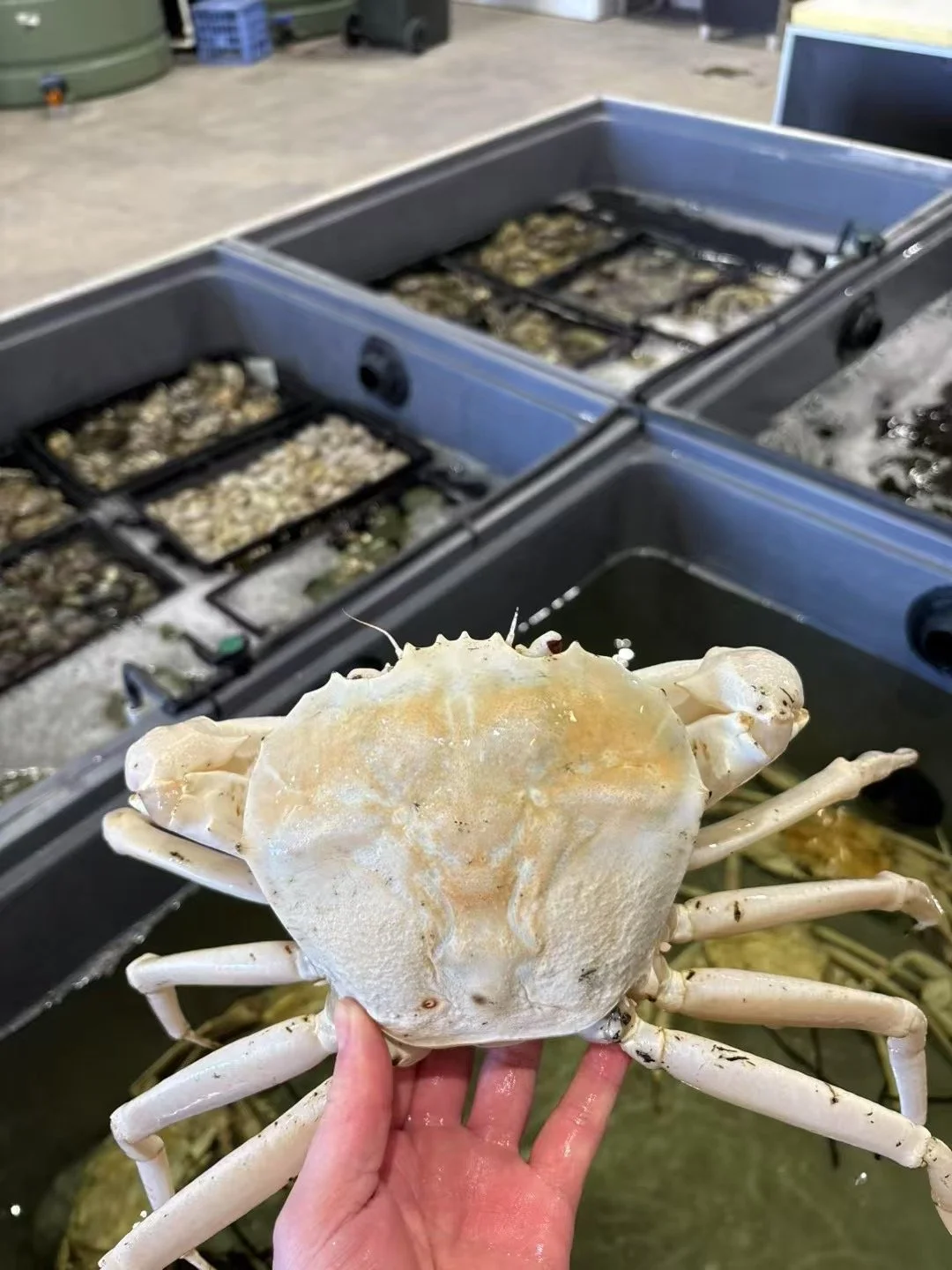crystal crab from western Australia