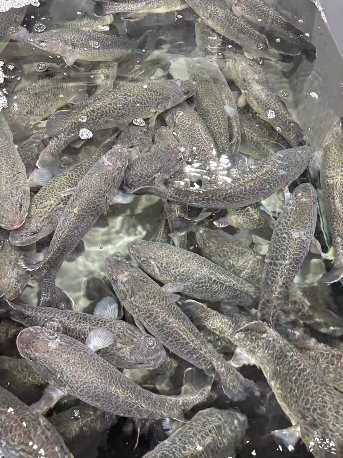 A large group of murray cod fish with speckled patterns swimming in water.