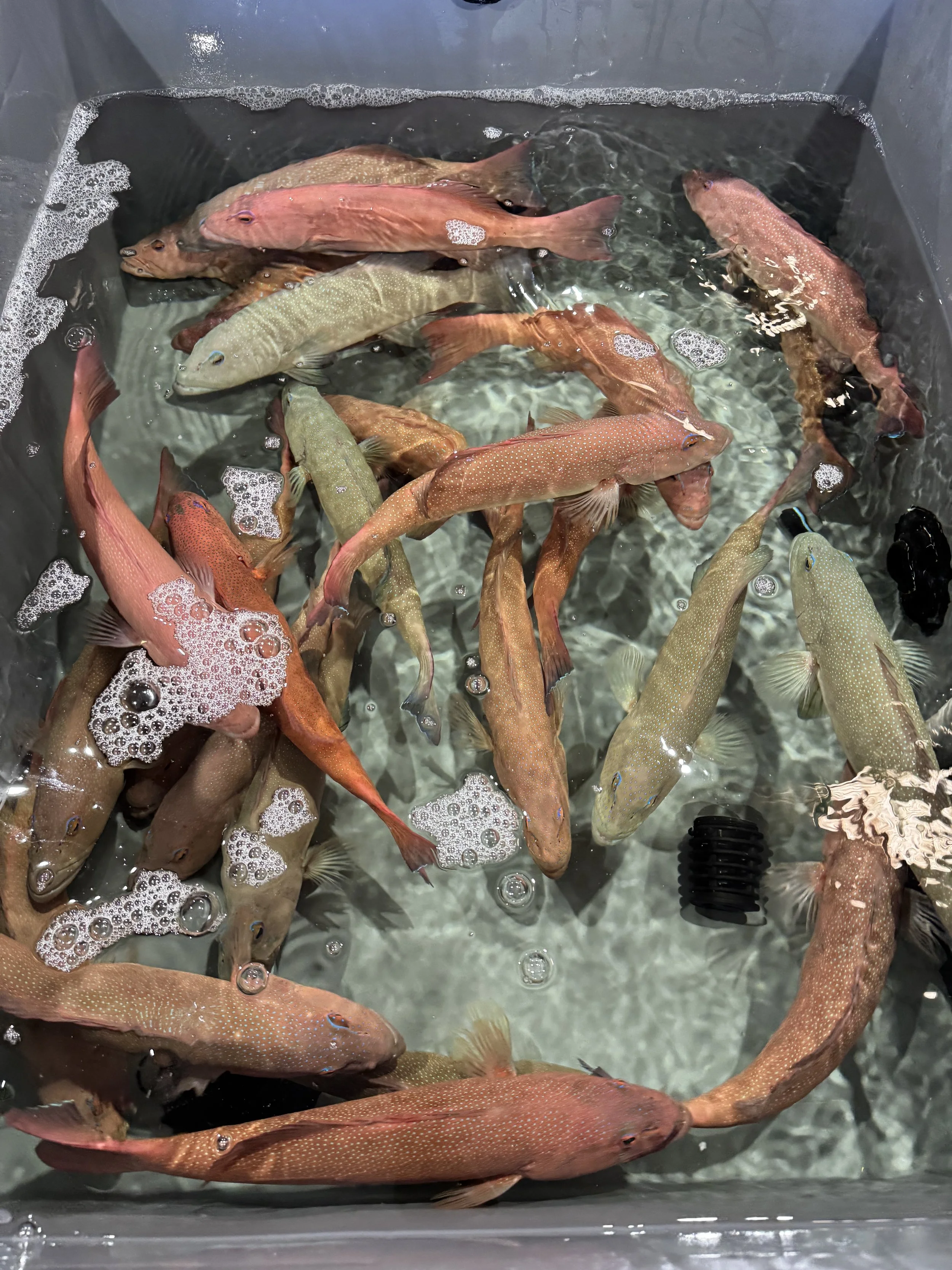 Various coral trout fish in a container filled with water, some with bubbles around them.
