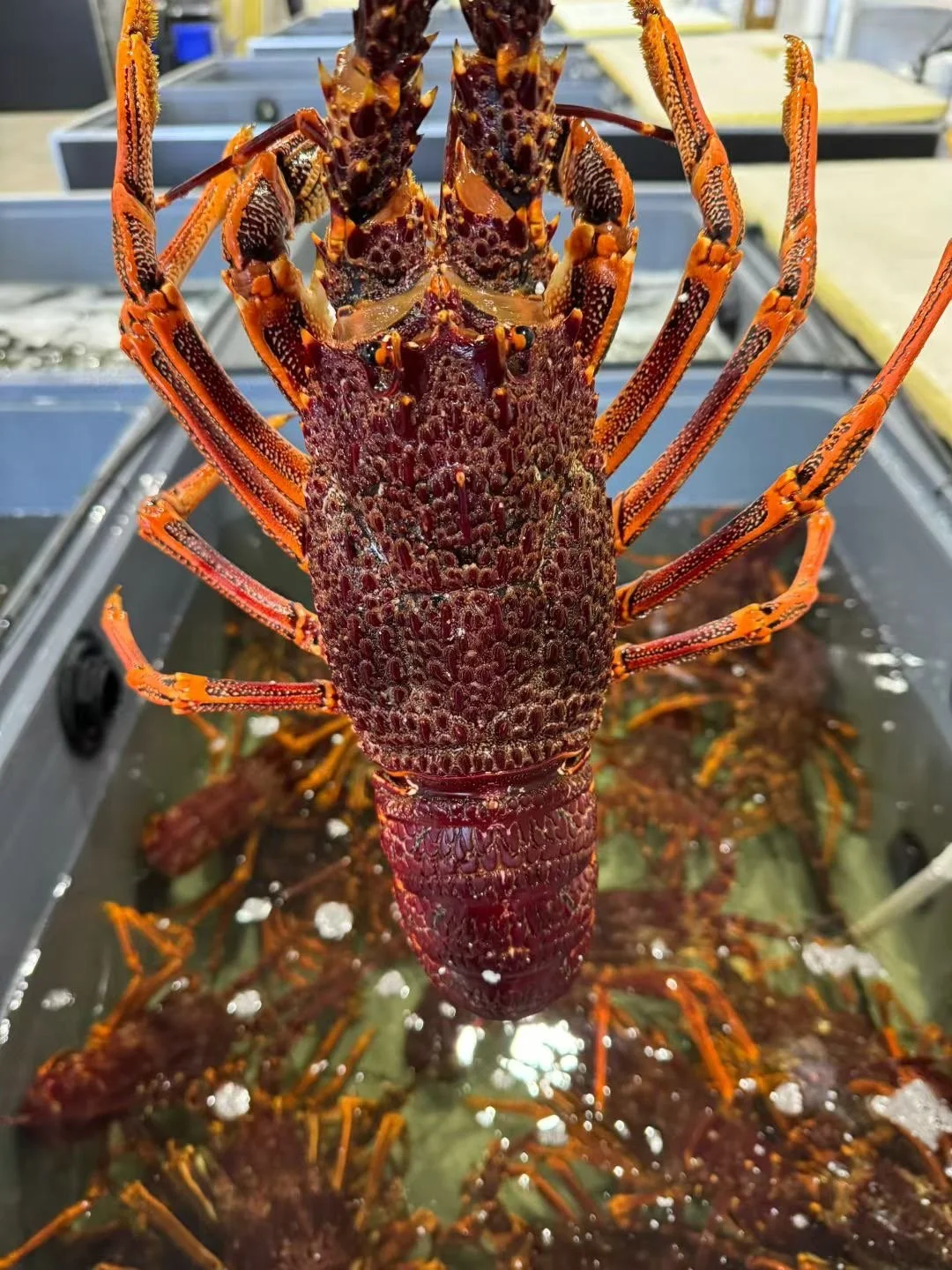 south australian rock lobster/ crayfish