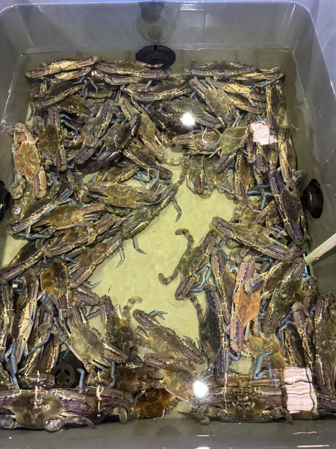 Live Blue swimmer crab from south australia