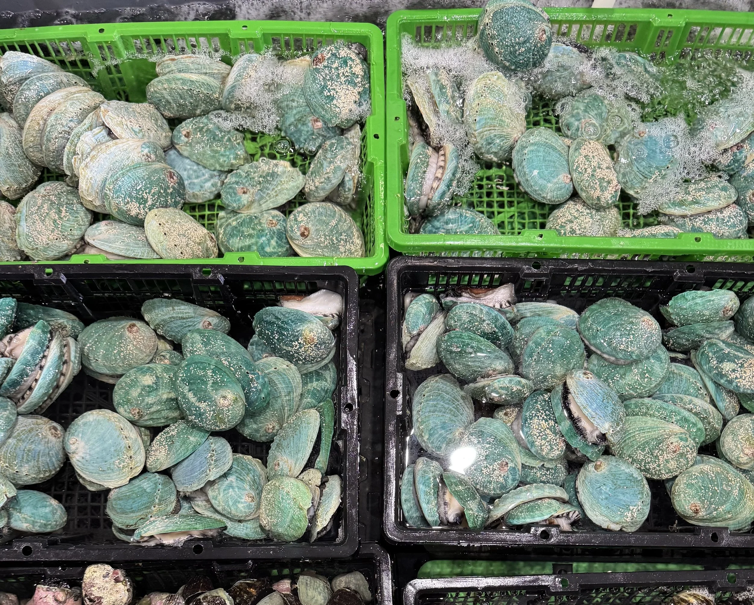 Fresh green shellfish (abalone) soaking in water in black and green plastic baskets at a seafood market.