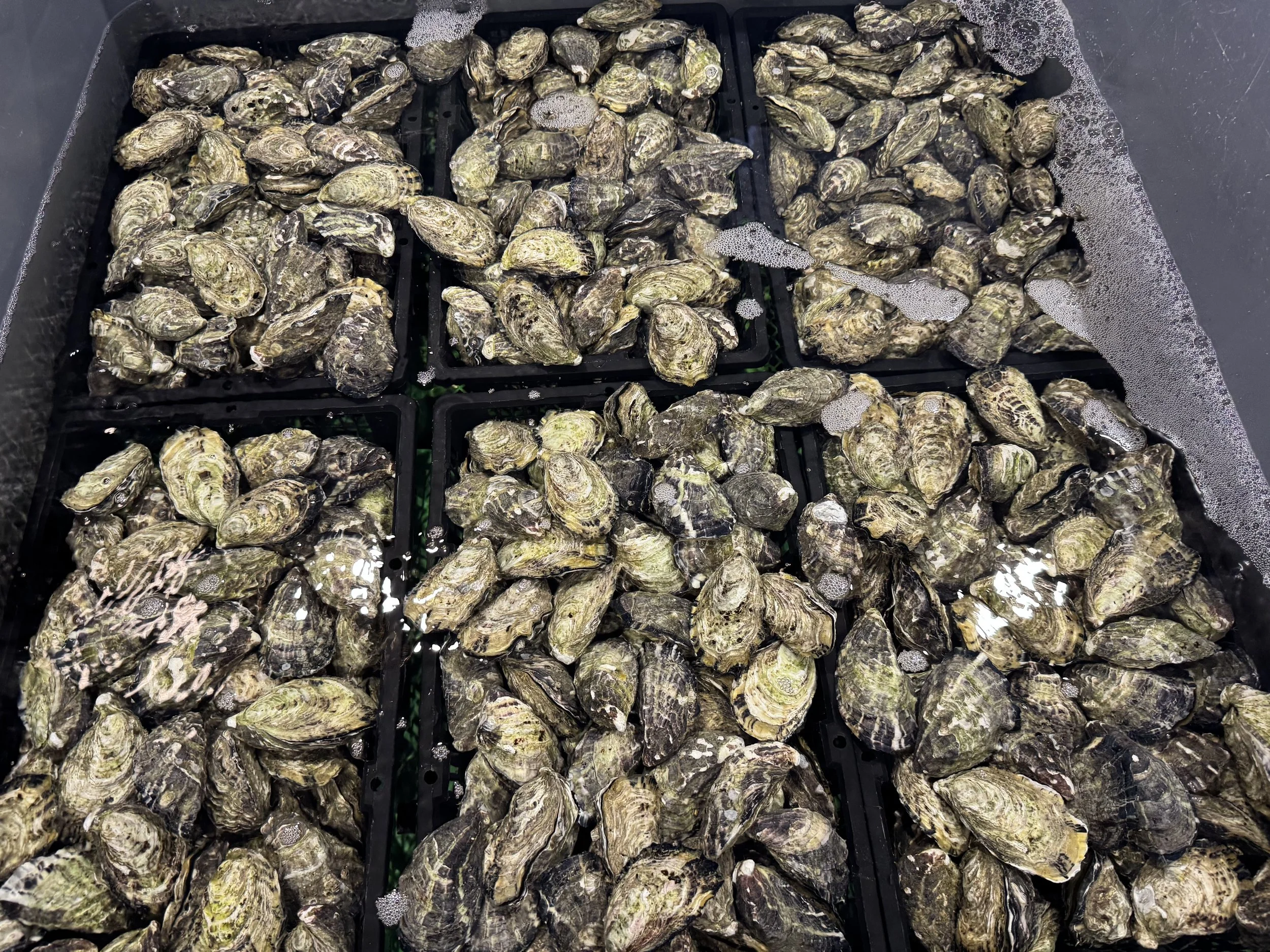 A large number of oysters with shells open, placed in trays with water and foam.