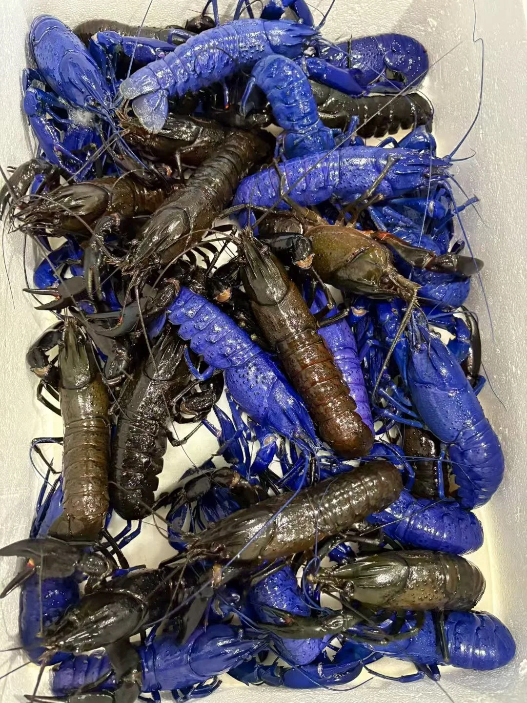 A pile of blue and brown live lobsters and crayfish.