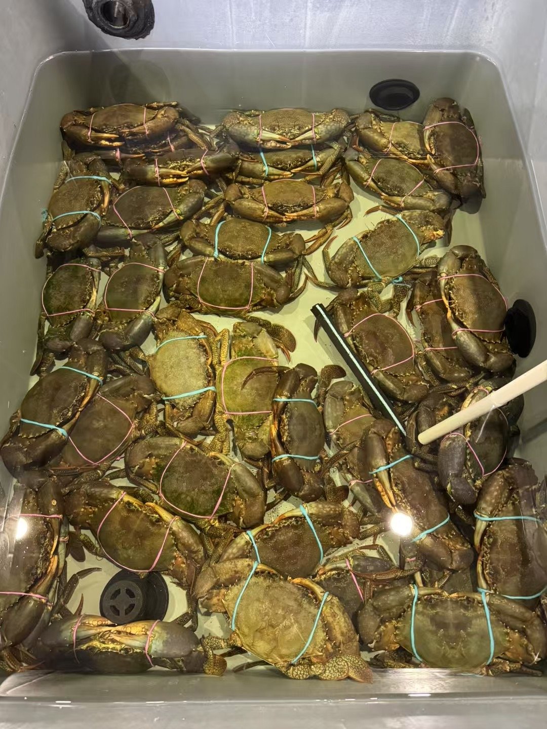 live mud crabs from queensland and northern territory