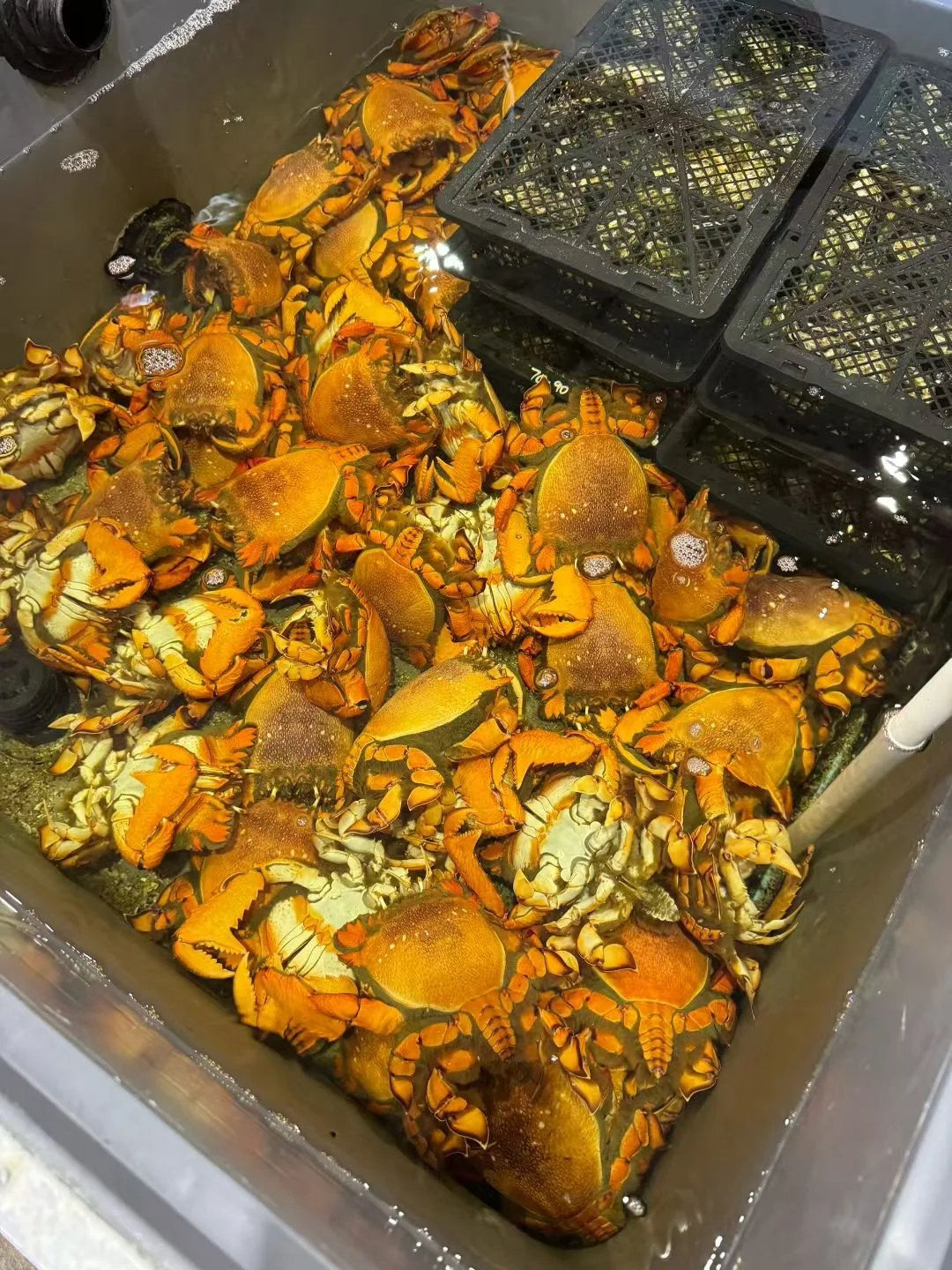 spanner crab from queensland