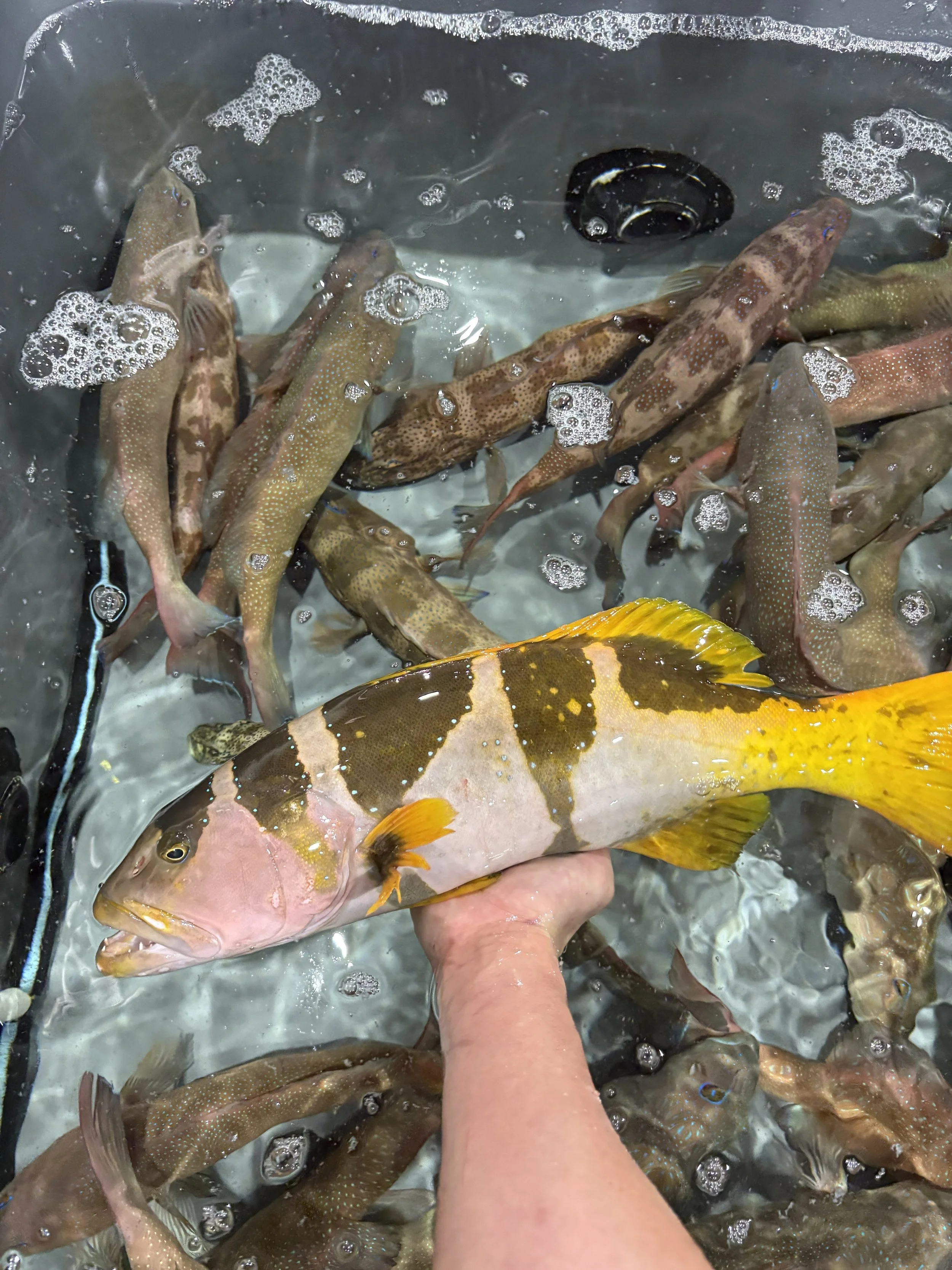 A person holding a large fish with spotted fins and a yellowish body among a group of other fish underwater.
Footballer trout