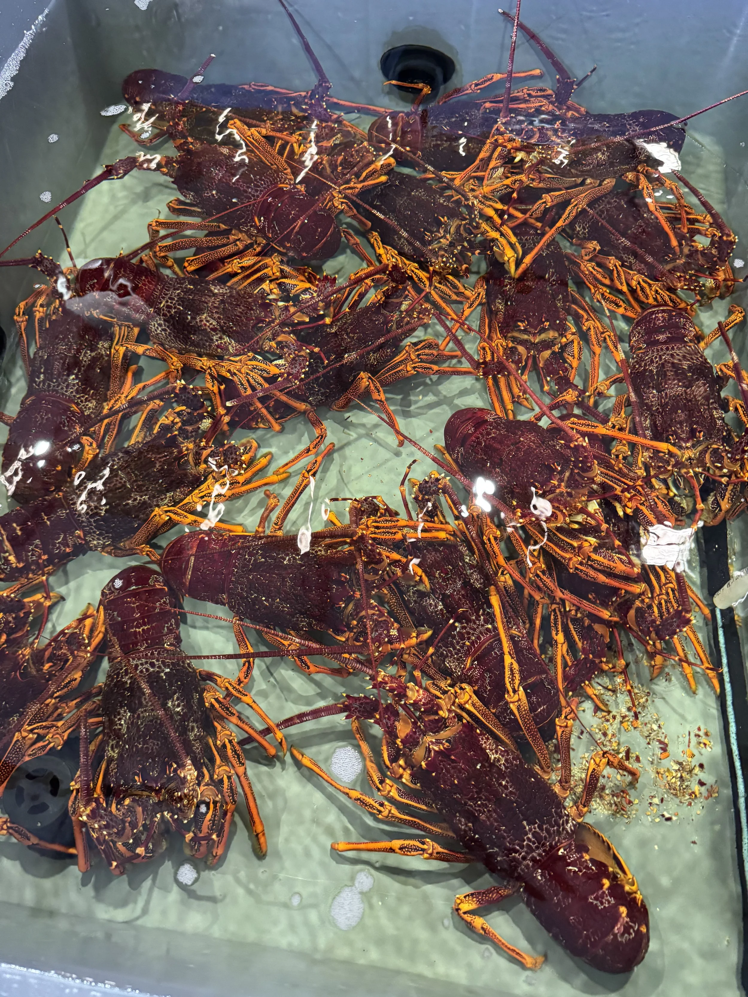 Close-up of live red and black crawfish (crayfish) in a container of water. 
Live Southern Rock Lobsters from South Australia in a fish tank