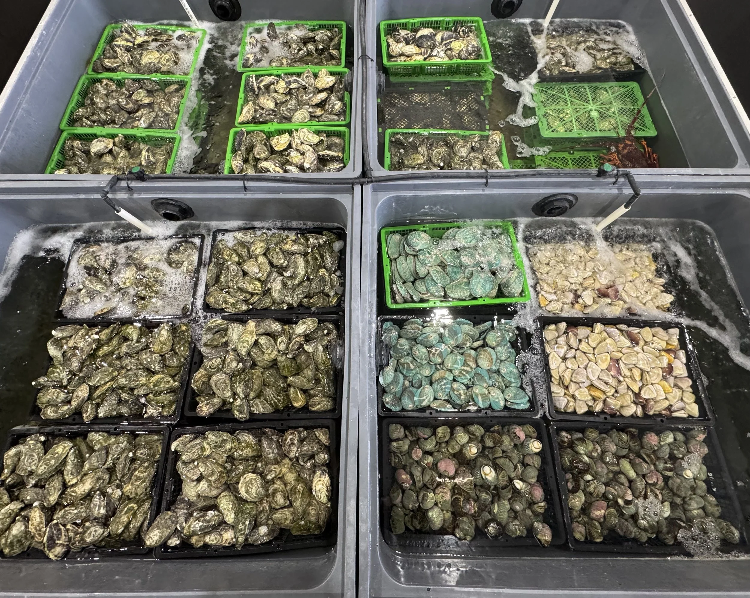 A large metal tank with multiple green trays filled with oysters submerged in water, some of which are opening, and a live lobster in the water on the right side.