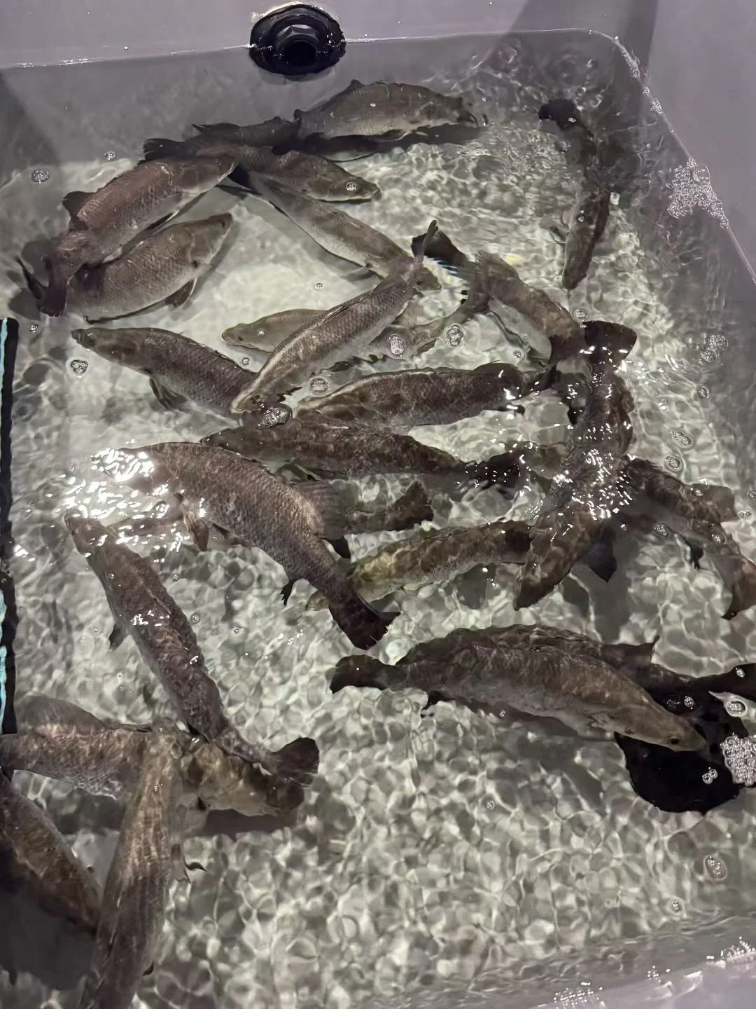 Multiple fish swimming in a clear, shallow tank with bubbles.