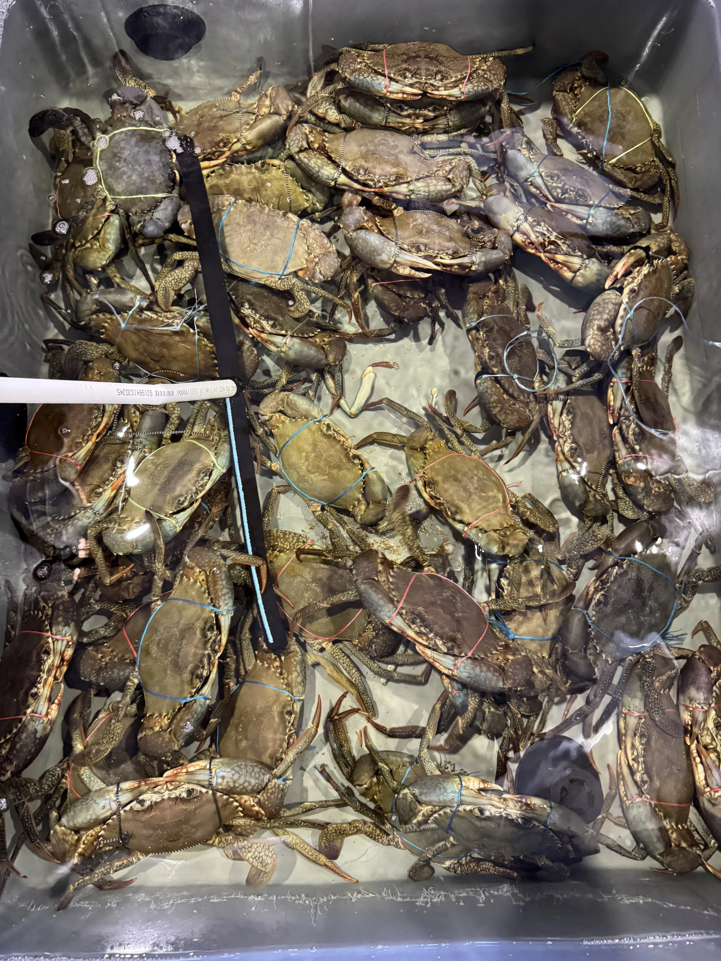 A container filled with mud crabs that are secured with rubber bands around their claws.