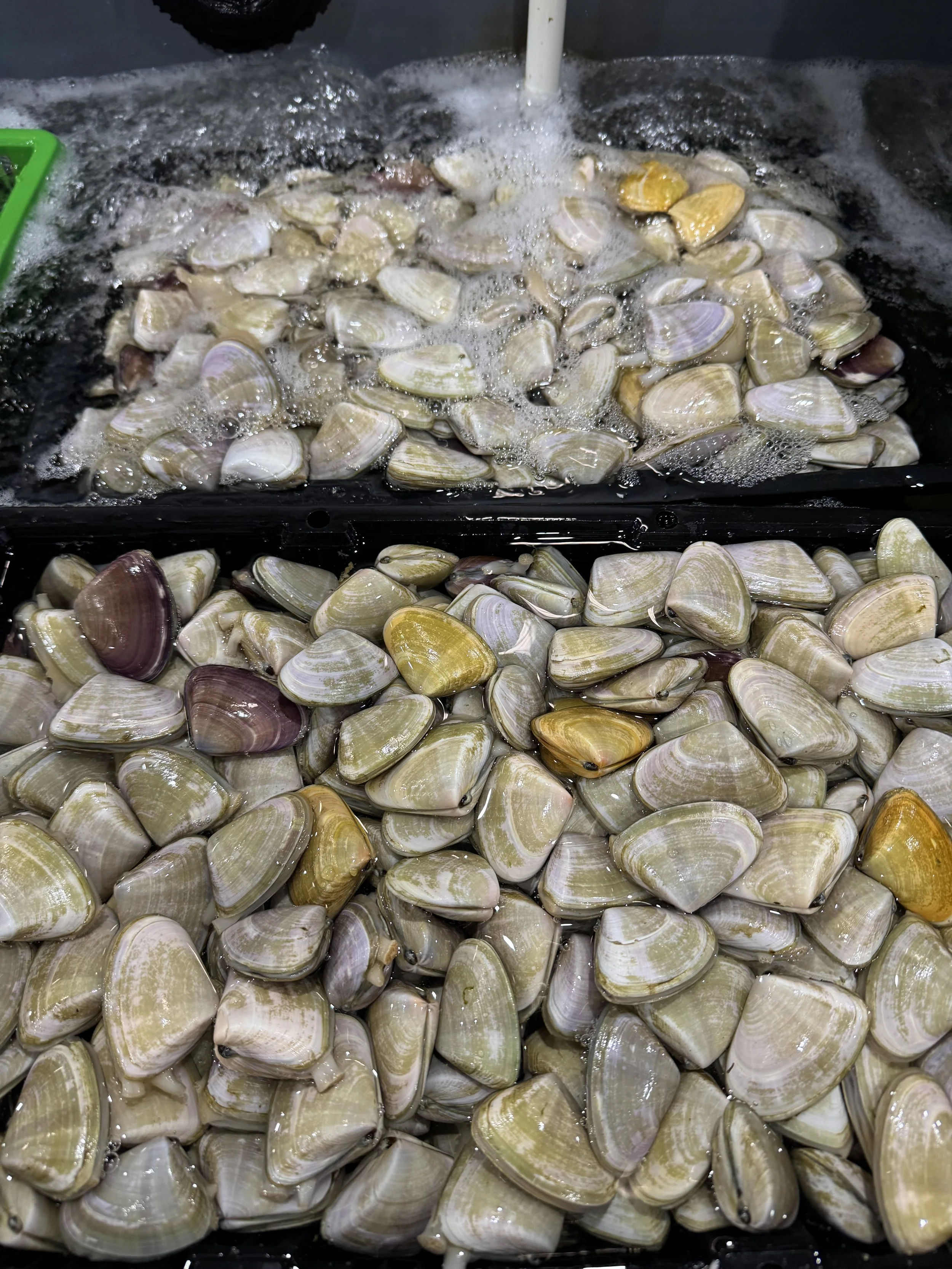 Live cockles, clams and pipis in a fish tank
