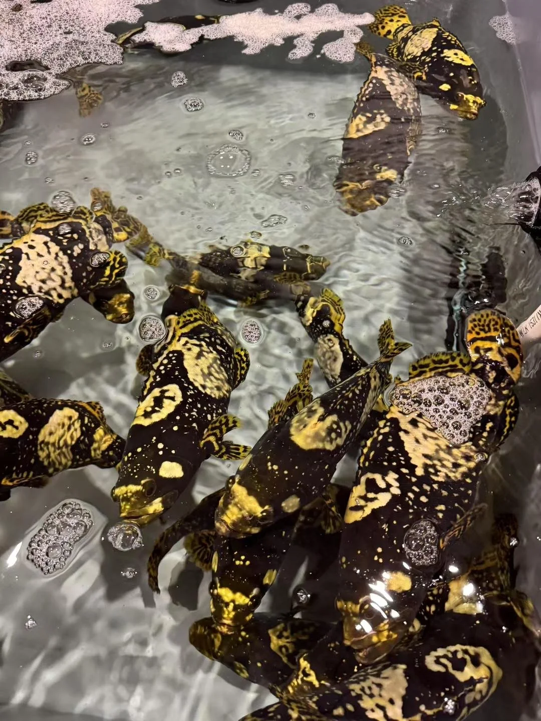Multiple black and yellow patterned grouper fish in a water tank.