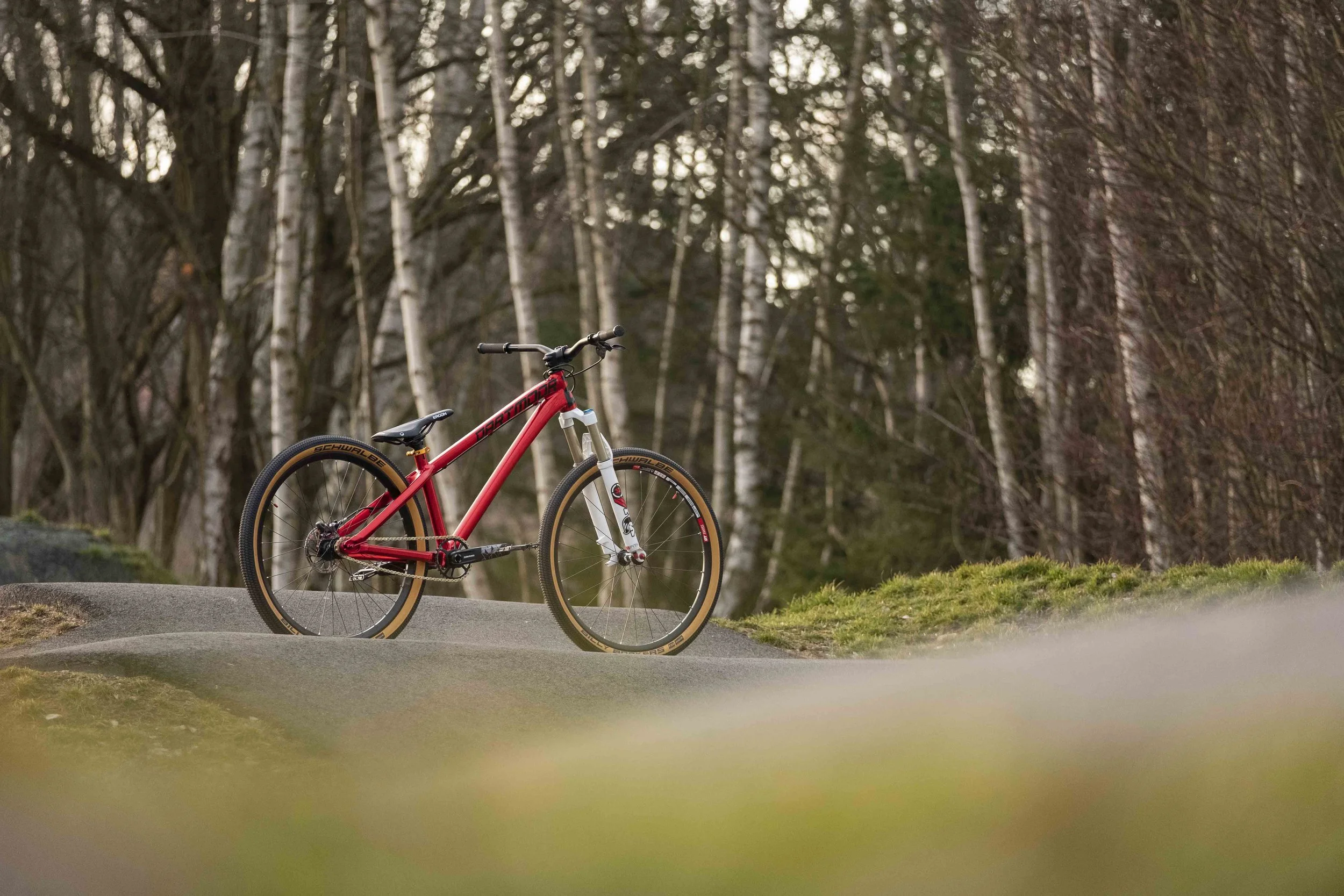 Rotes Mountainbike auf einem Waldweg vor einer Kulisse aus Birkenbäumen.