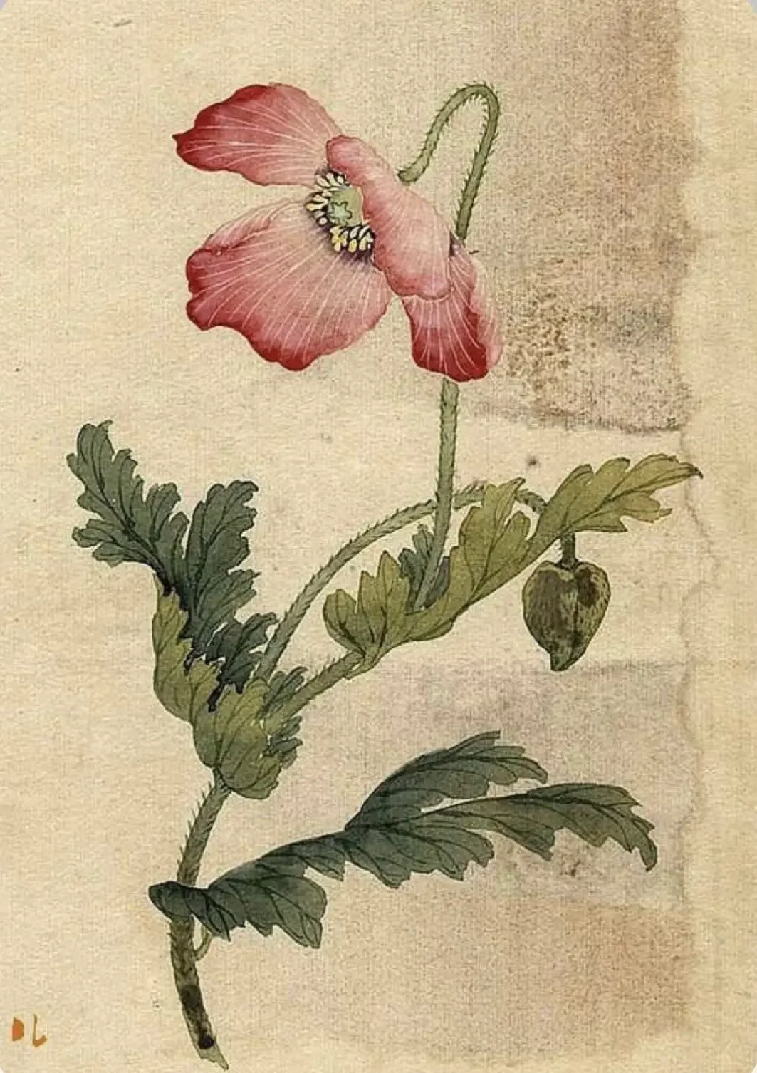 Vintage botanical illustration of a red poppy, symbolising the healing power of plants in naturopathic medicine