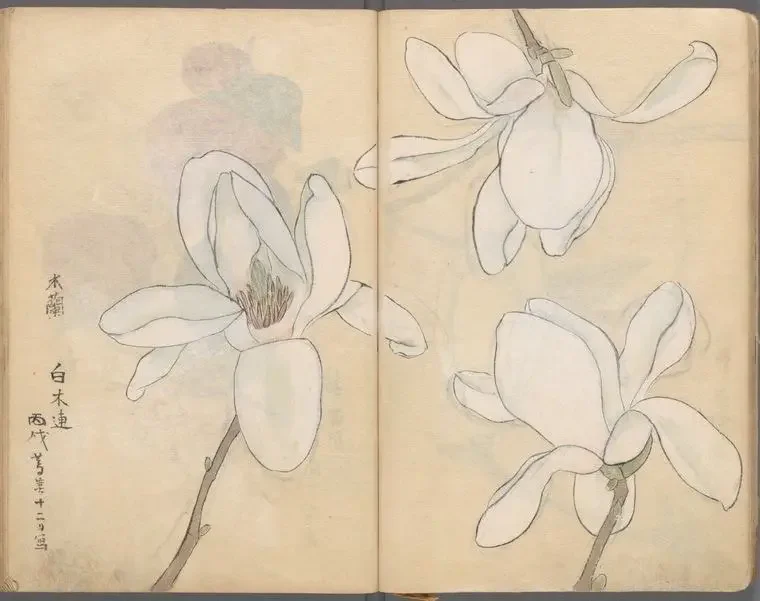 Vintage Japanese botanical illustration of Hakumokuren, white magnolia, a plant used in traditional medicine for centuries