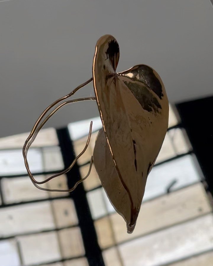 Nature to wear as sculpture ✨
Mes derni&egrave;res pi&egrave;ces uniques &amp; quelques exp&eacute;rimentations de formes et m&eacute;tallisation.
Feuille d&rsquo;Anthurium, feuille de lierre, fleur d&rsquo;anthurium, chou-fleur.. 

Comme des herbier