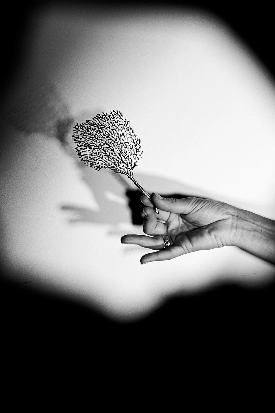 Éventail des mers_1_Margaux Toussaint_LD.jpg