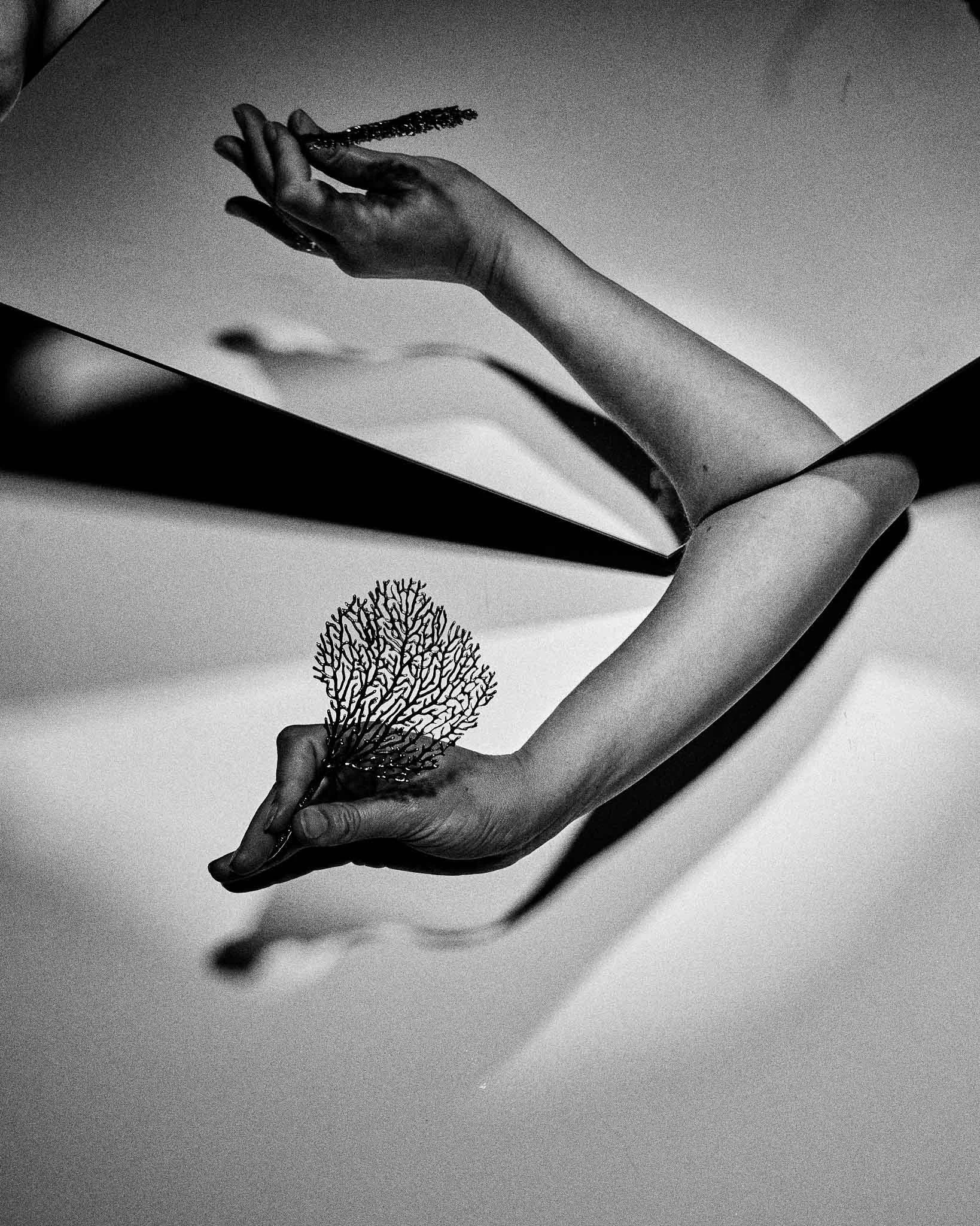 Éventail des mers_2_Margaux Toussaint_LD.jpg