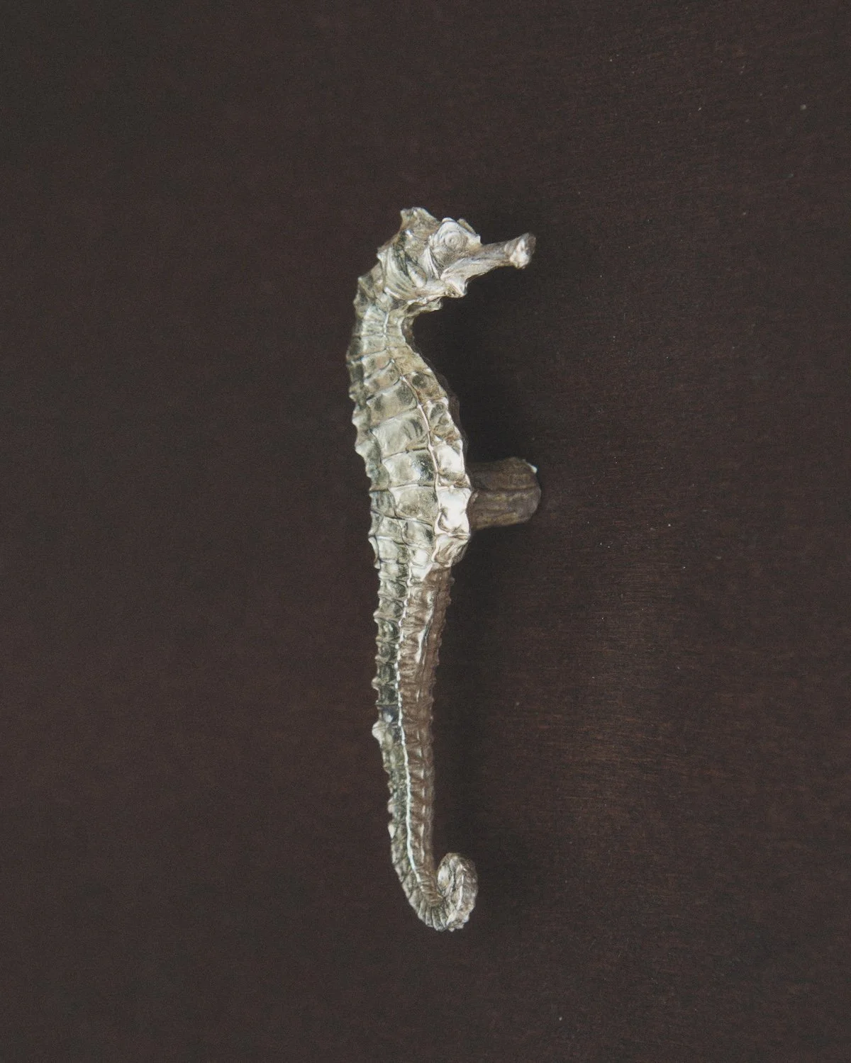 MT_Hippocampe_nickel-satiné_profil_bois©AgatheBoudin.jpg