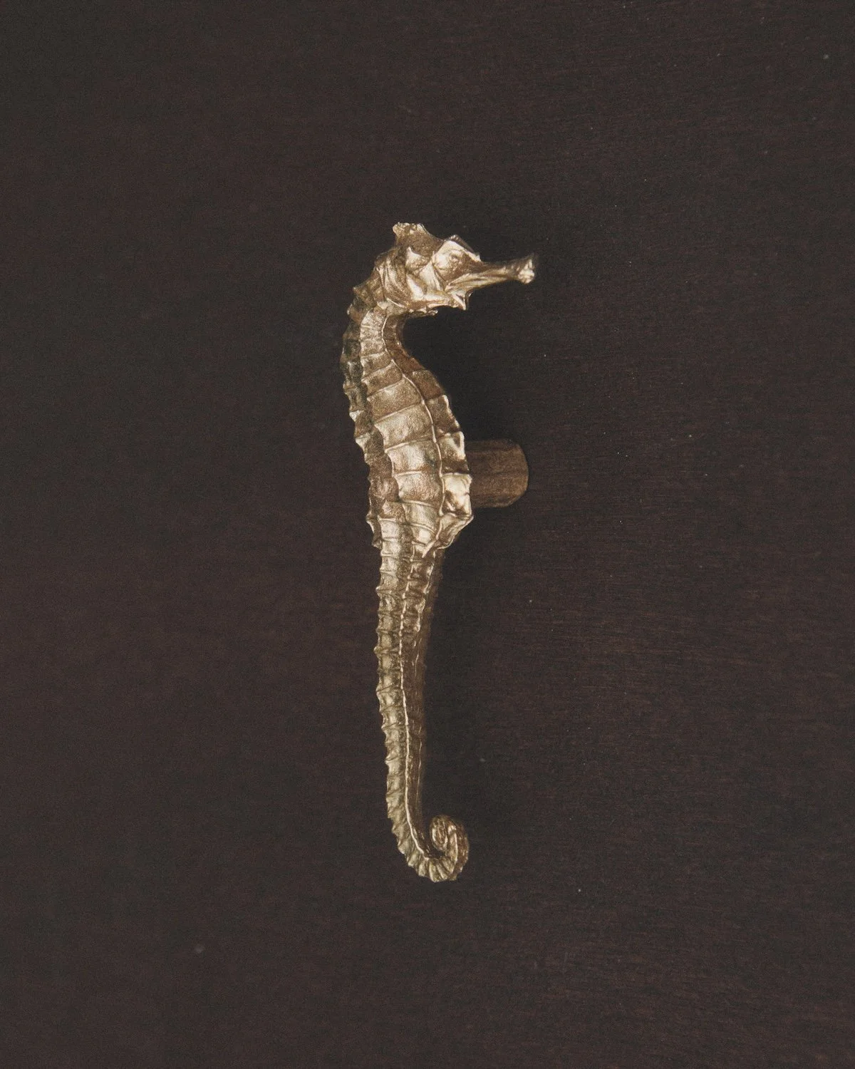 Hippocampe — Bouton & patère