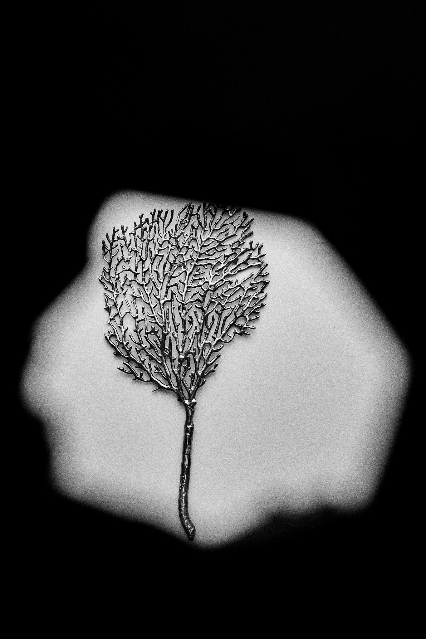 Détail éventail des mers_N&B_Margaux Toussaint_LD.jpg