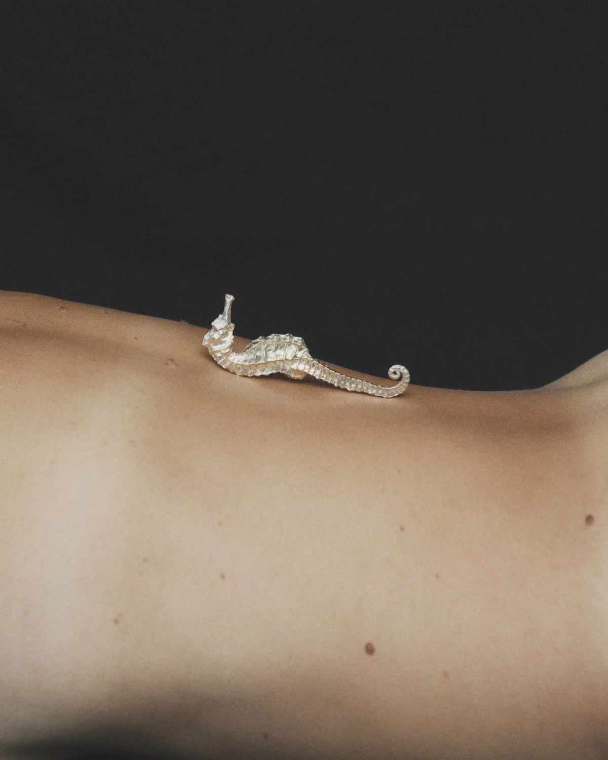 MT_Hippocampe_nickel-satiné_peau©AgatheBoudin.jpg