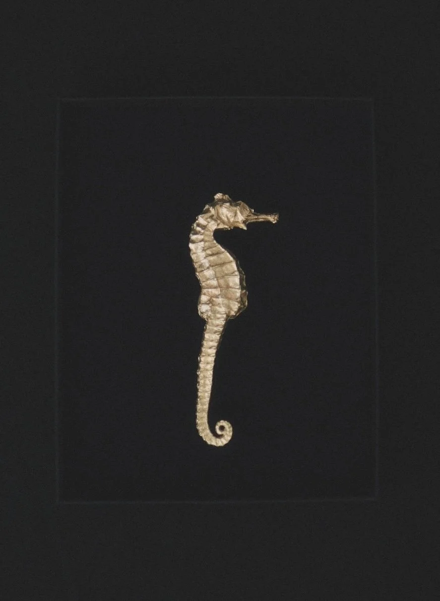 Hippocampe_laiton-naturel_fond-noir©AgatheBoudin.jpg