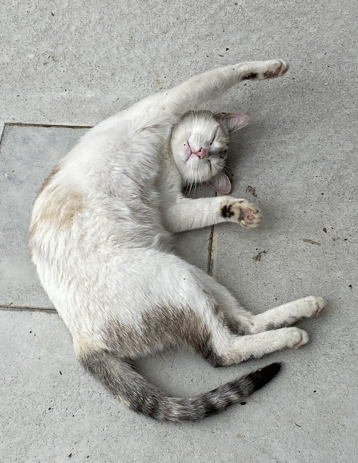 Screen Shot 2022-11-09 at 7.05.14 pm.png