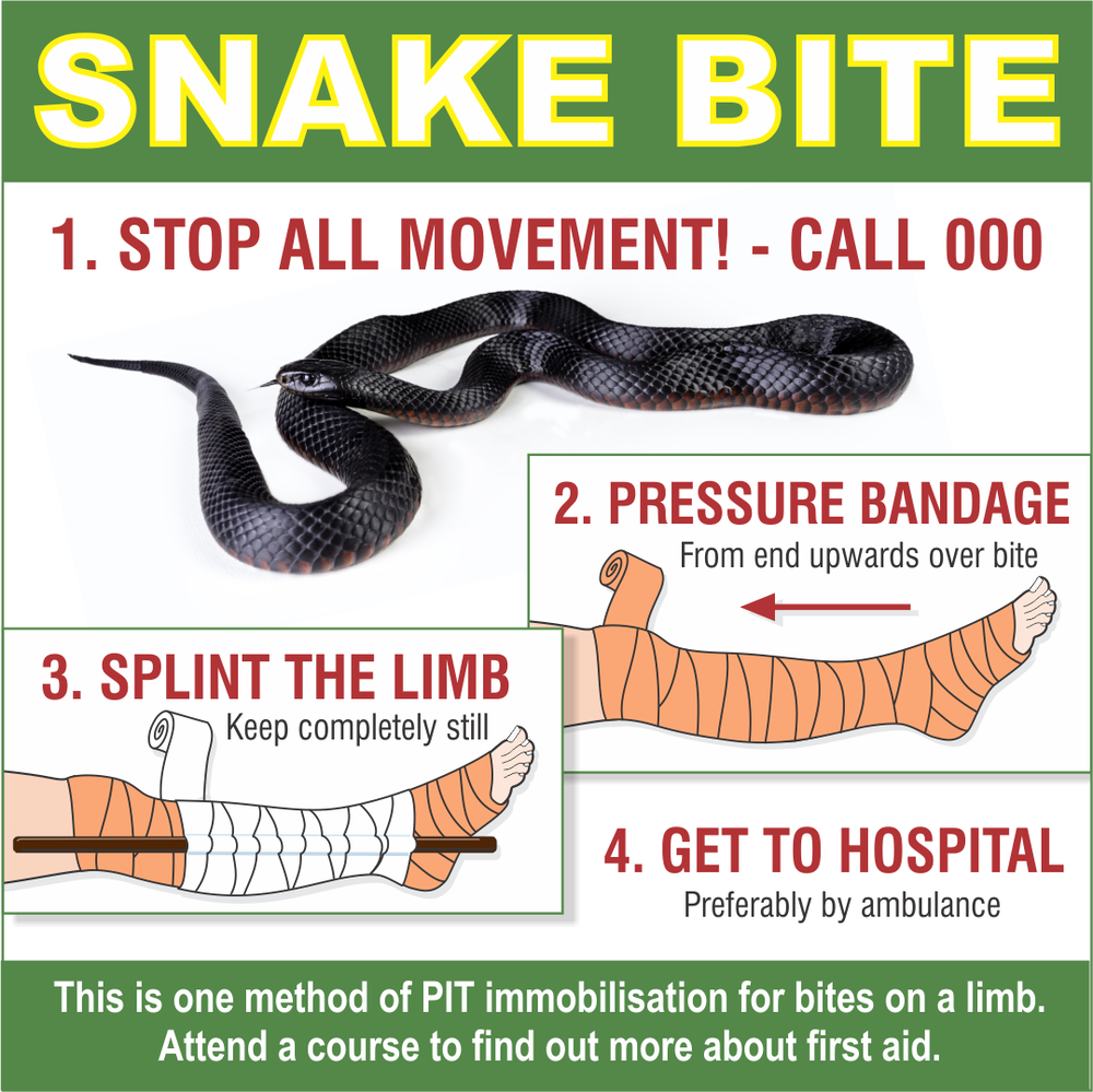 What to do for a snake bite….