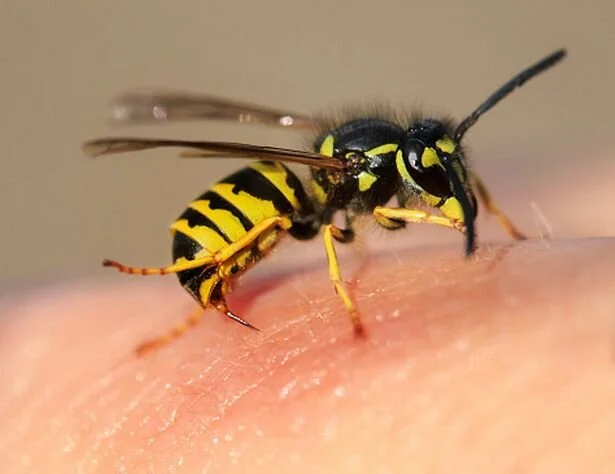 Health direct has expert health advice, you can use the symptom checker to get more info on bites and stings….