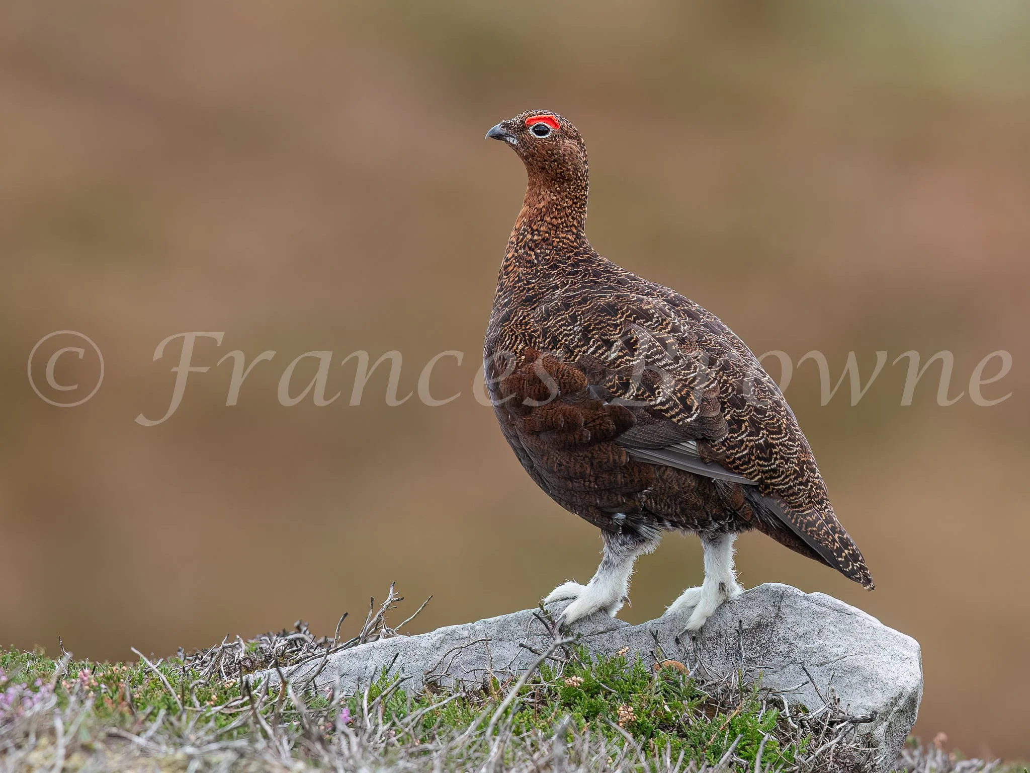 Furry Feet - Red Grouse