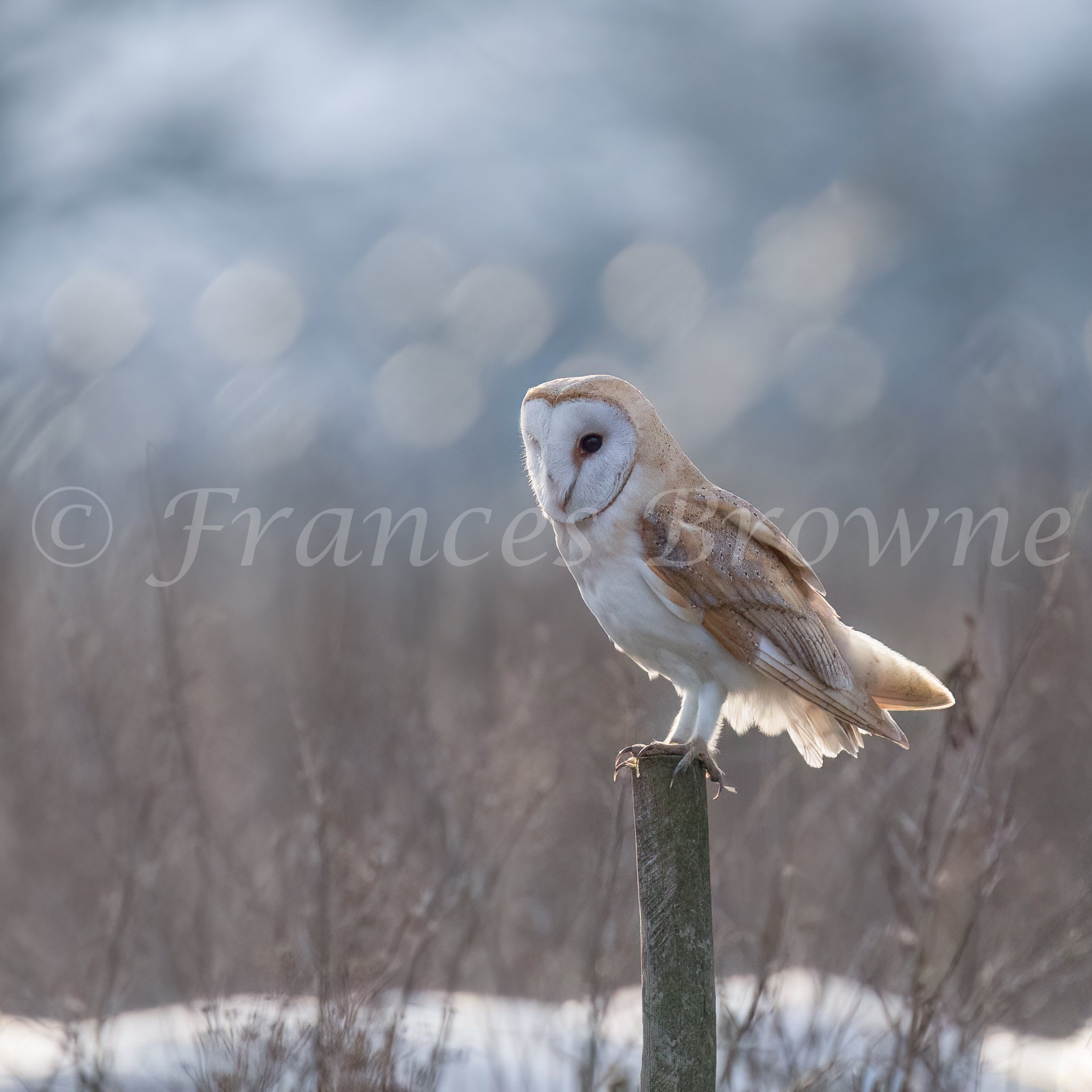 Winter Barn Owl