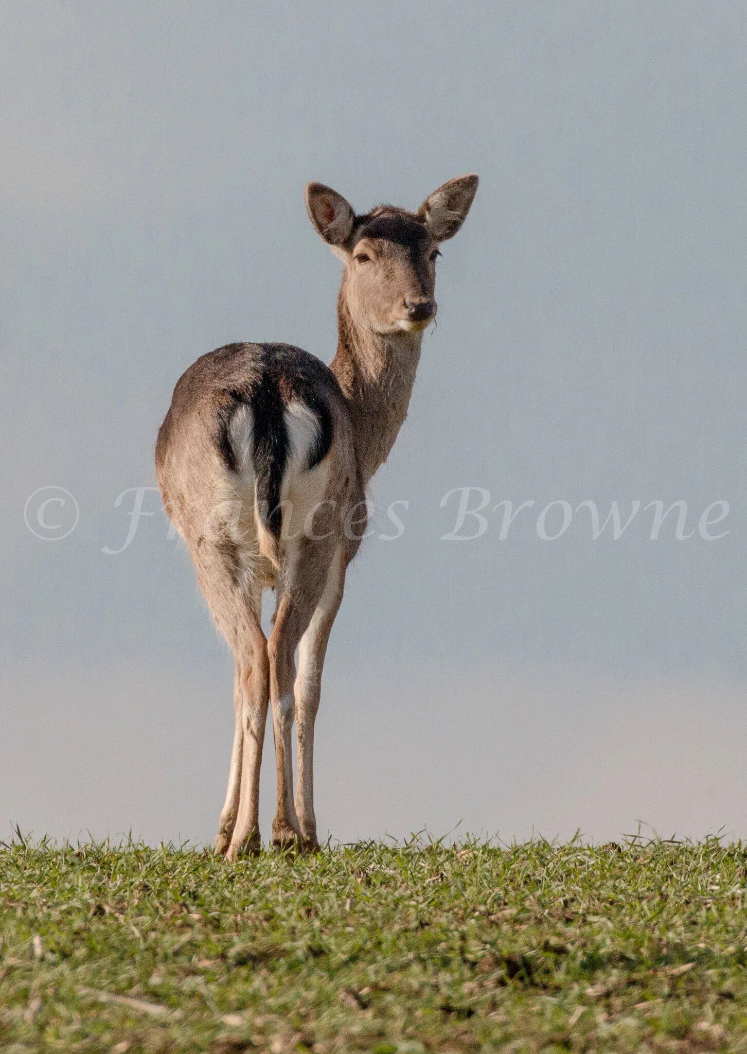 Bottoms Up  - Fallow Deer
