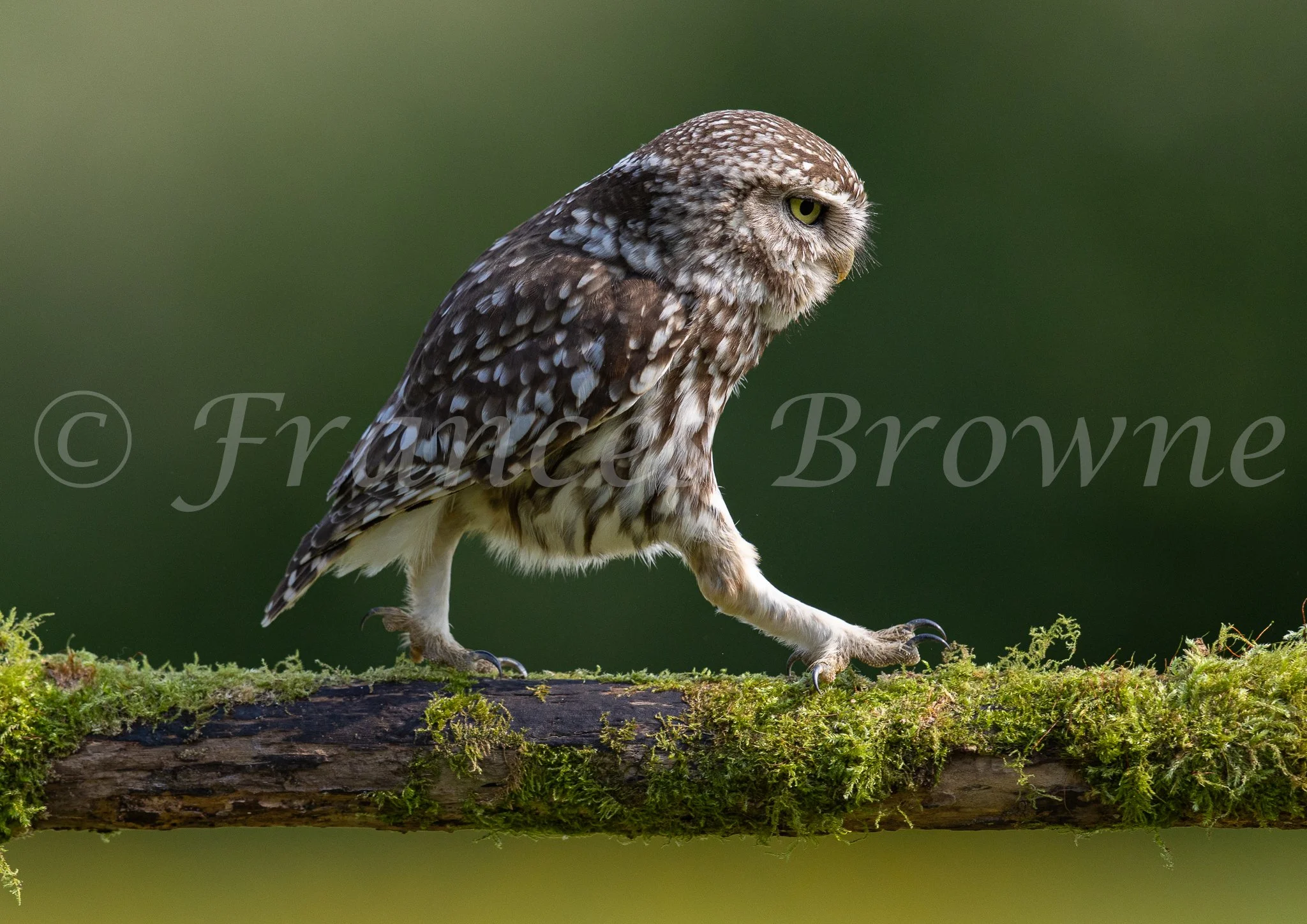 Best foot forward  - Little Owl