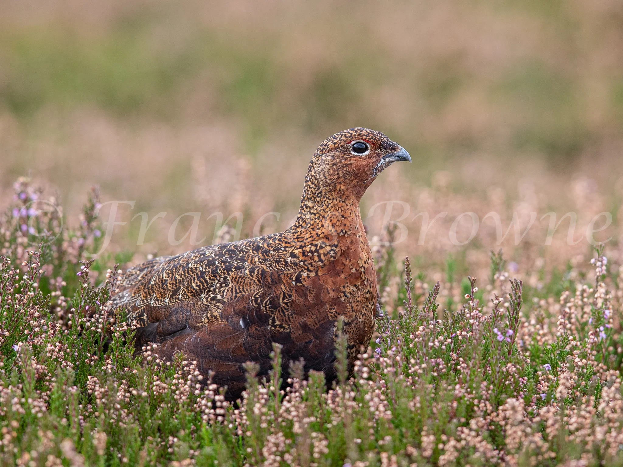 English grey partridge in the sugar beet .