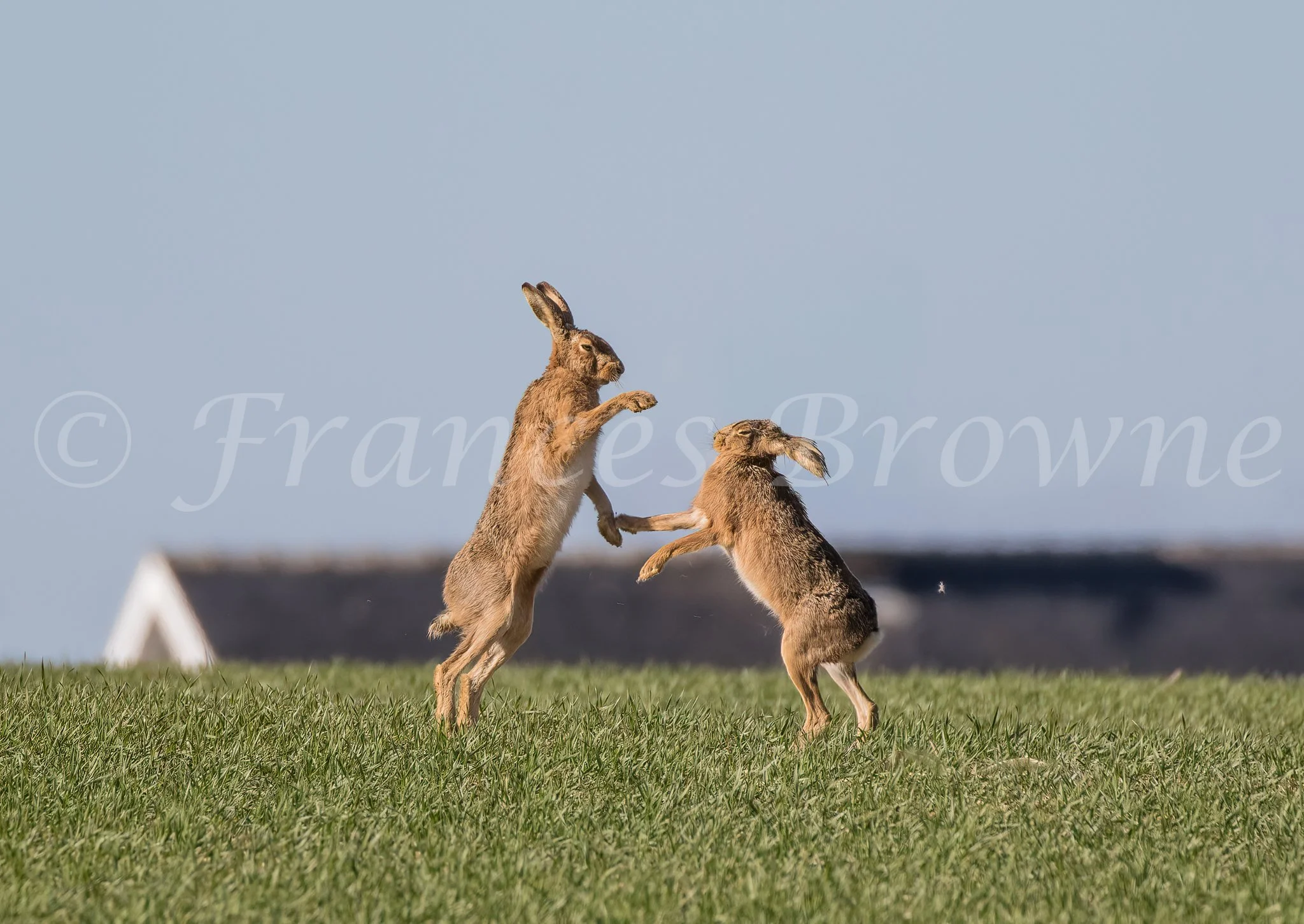 Boxing on the wheat .

