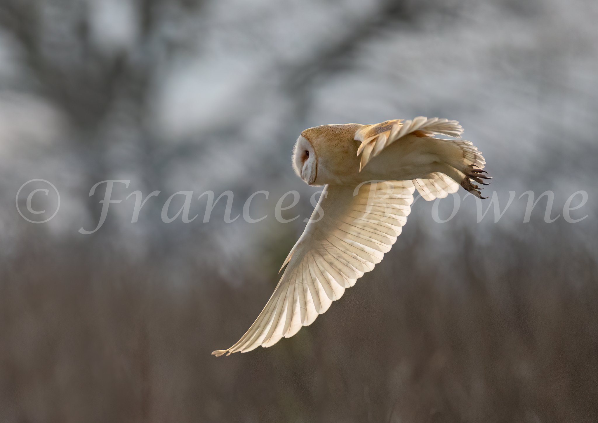 Hushwing - Barn Owl