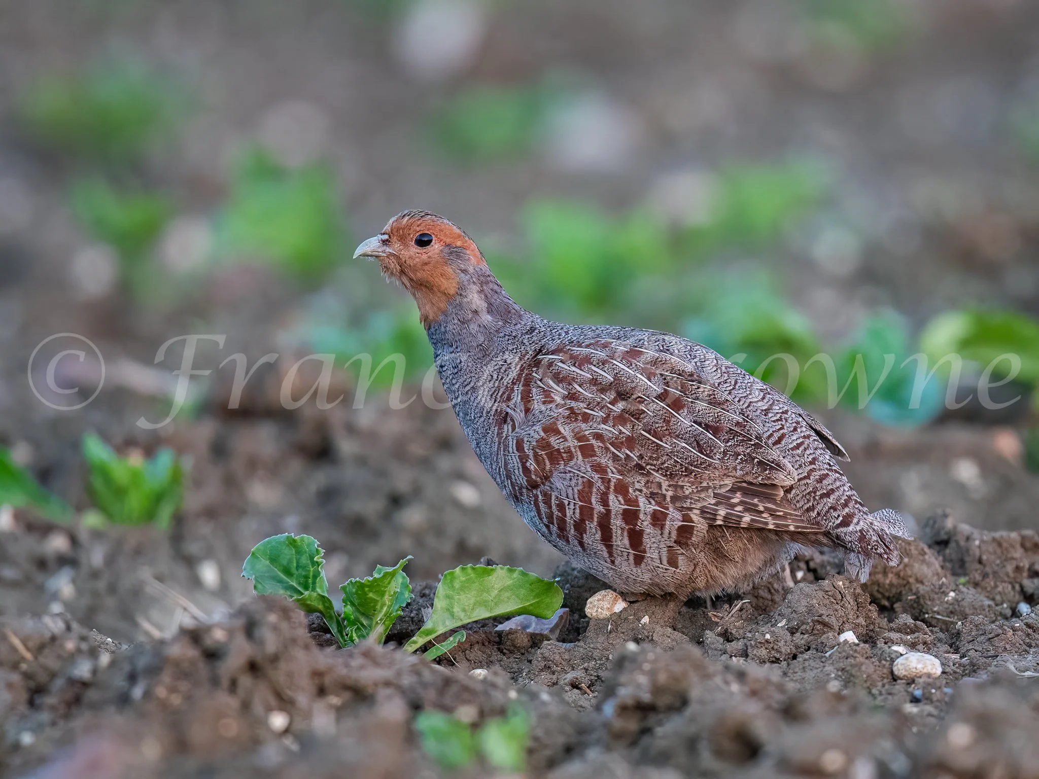 English Grey Partridge in the sugar beet 