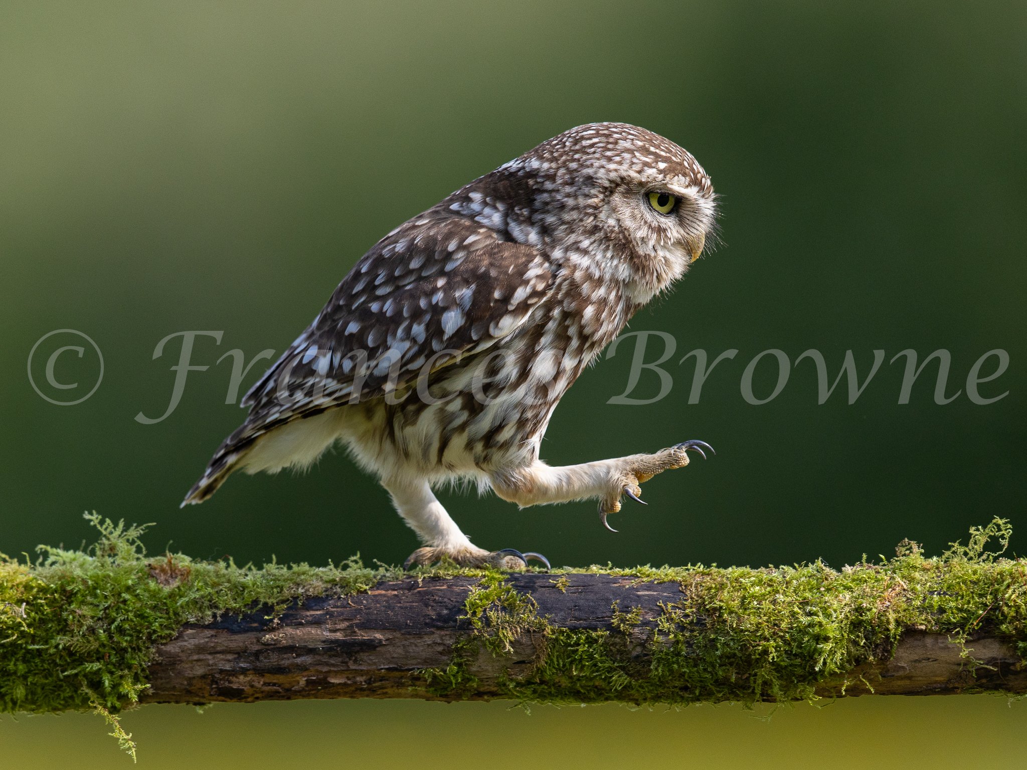 Best foot forward -Little Owl 