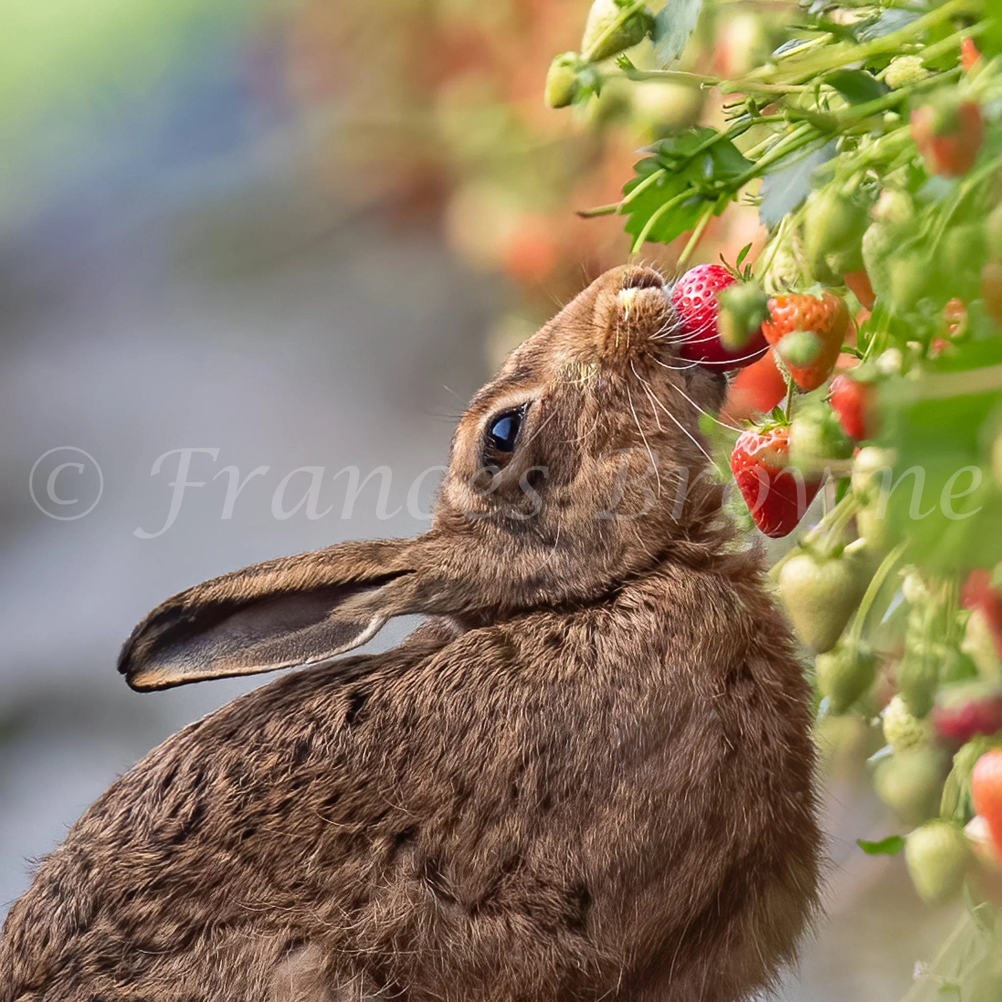 Caught in the Act - Brown Hare
