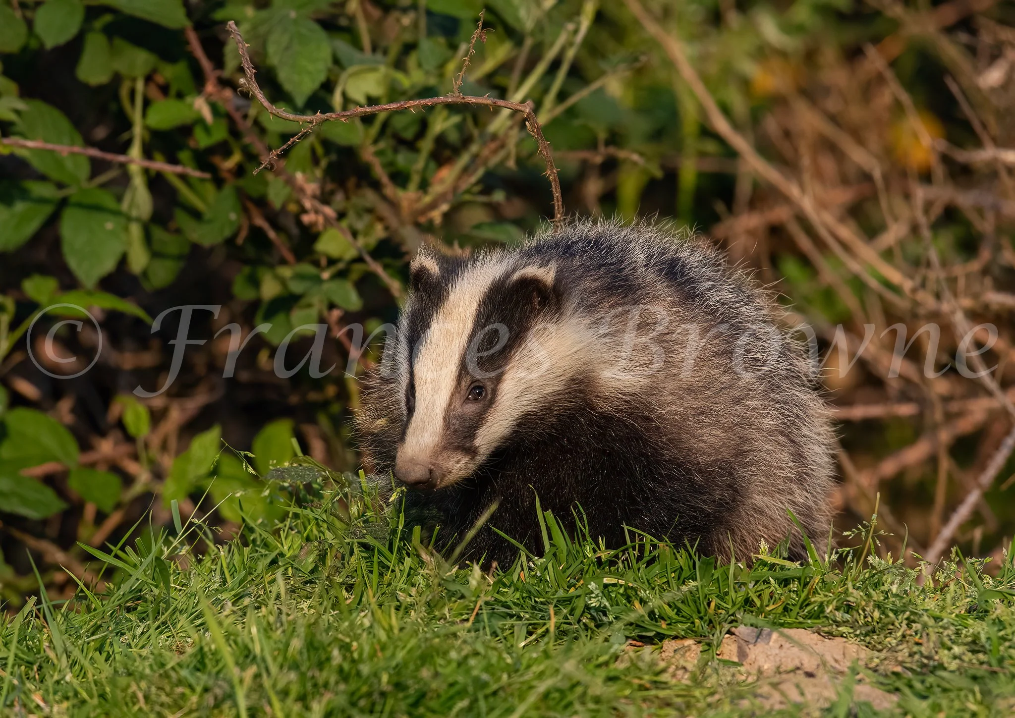 Badger
