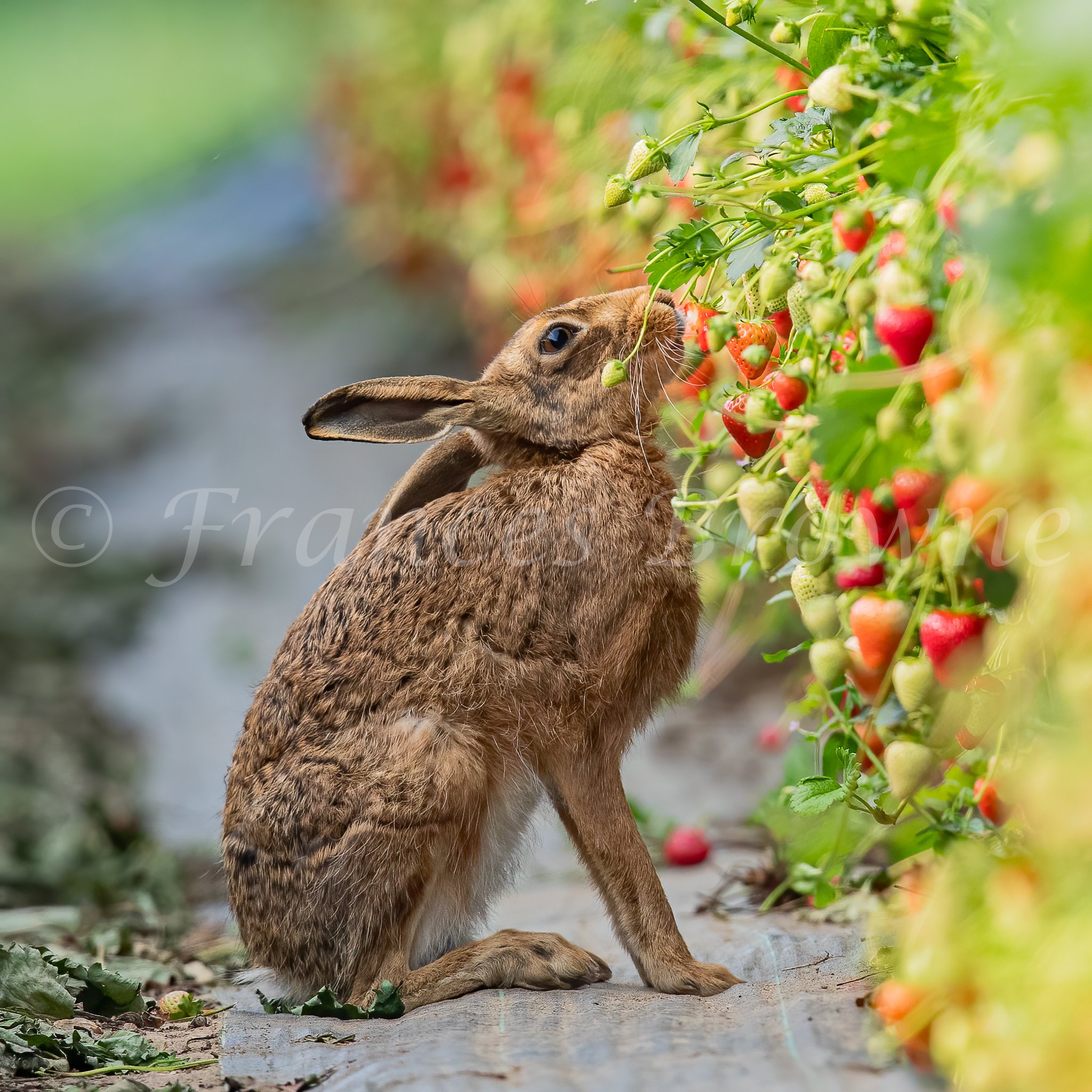 AM4I5942-Edit-3.jpg